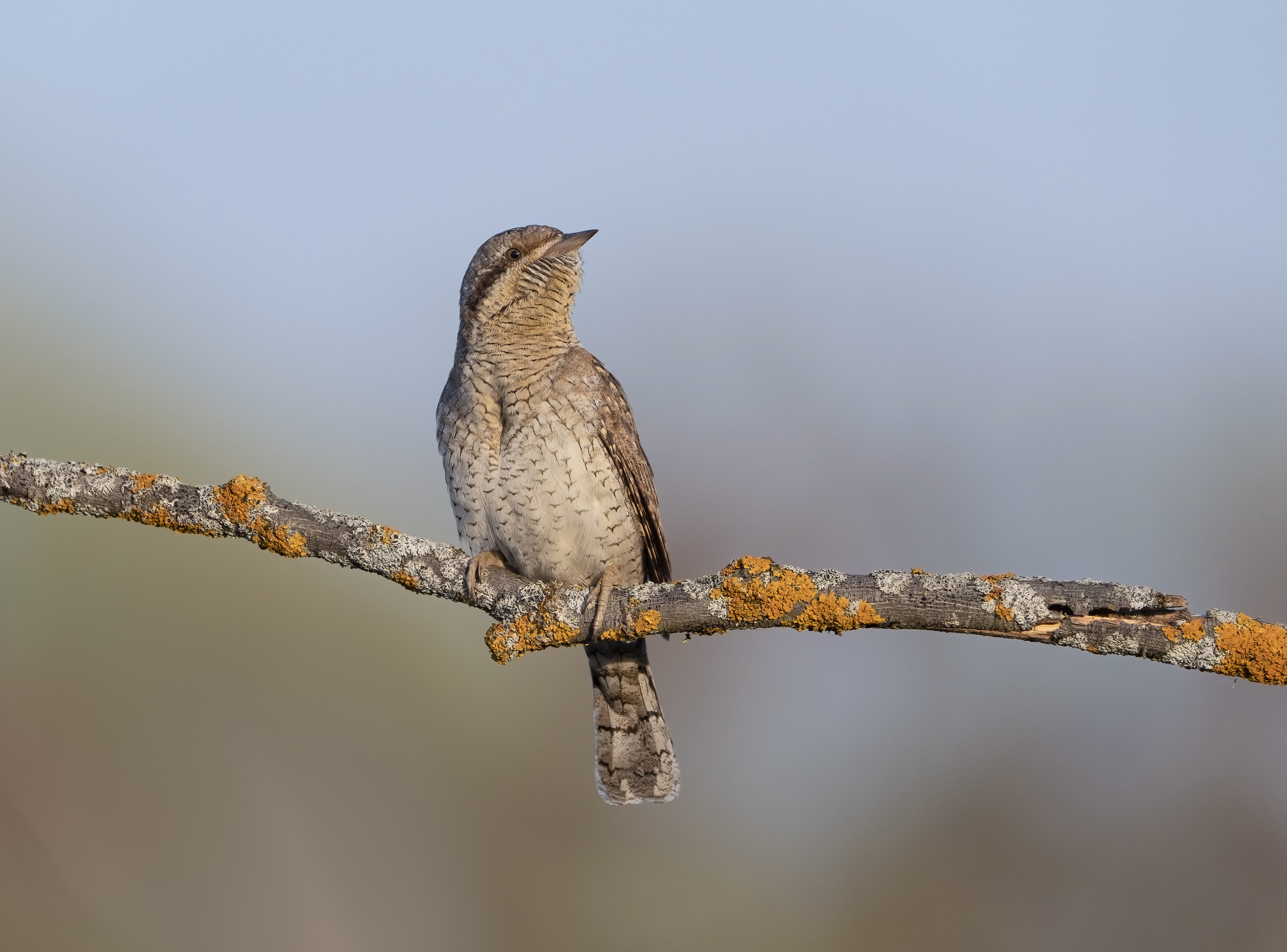 птицы,природа, весна, Андрей Киселёв