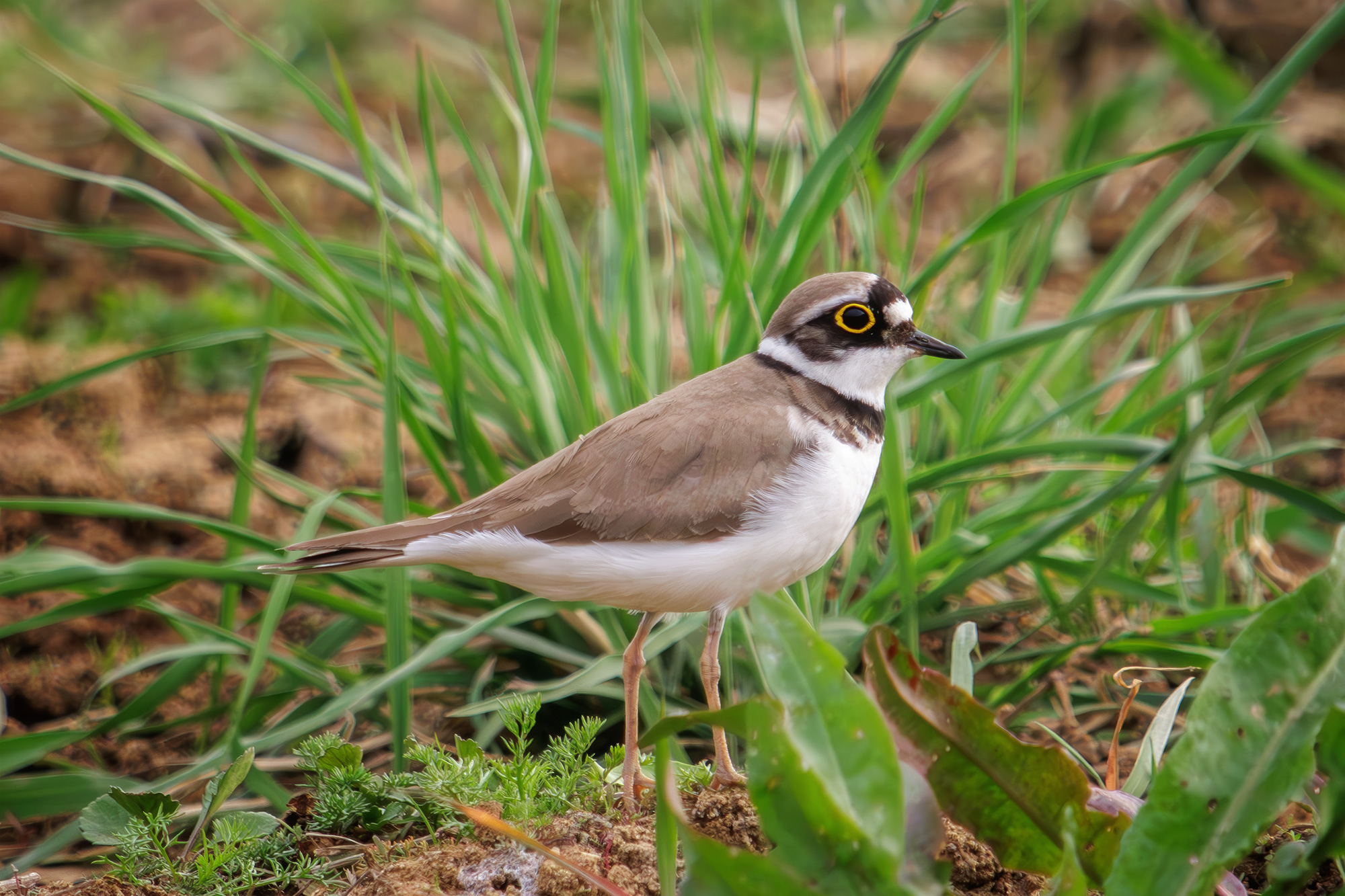 малый зуек, Морозов Сергей