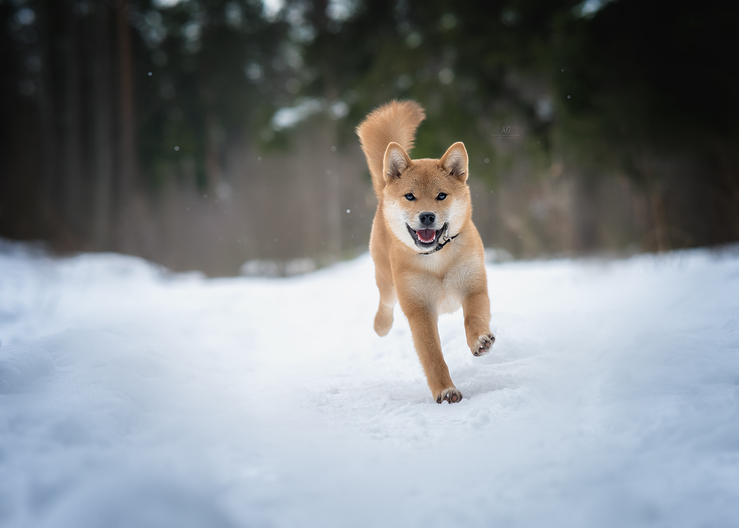 , Коптилина Галина