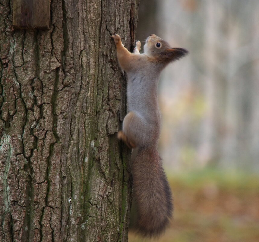 , Сергей Клапишевский