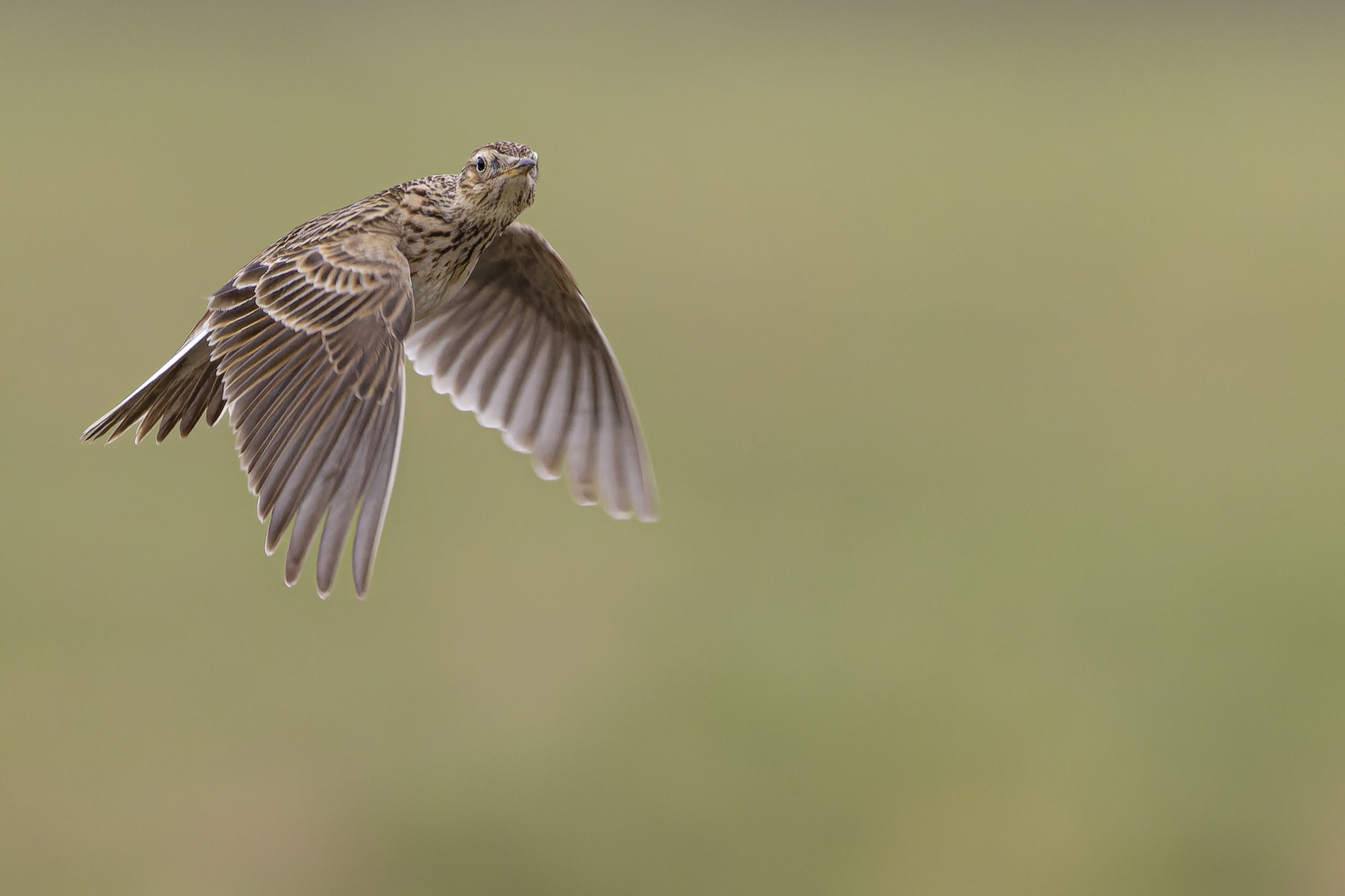 полевой жаворонок, птицы, жаворонок, Руслан Pl