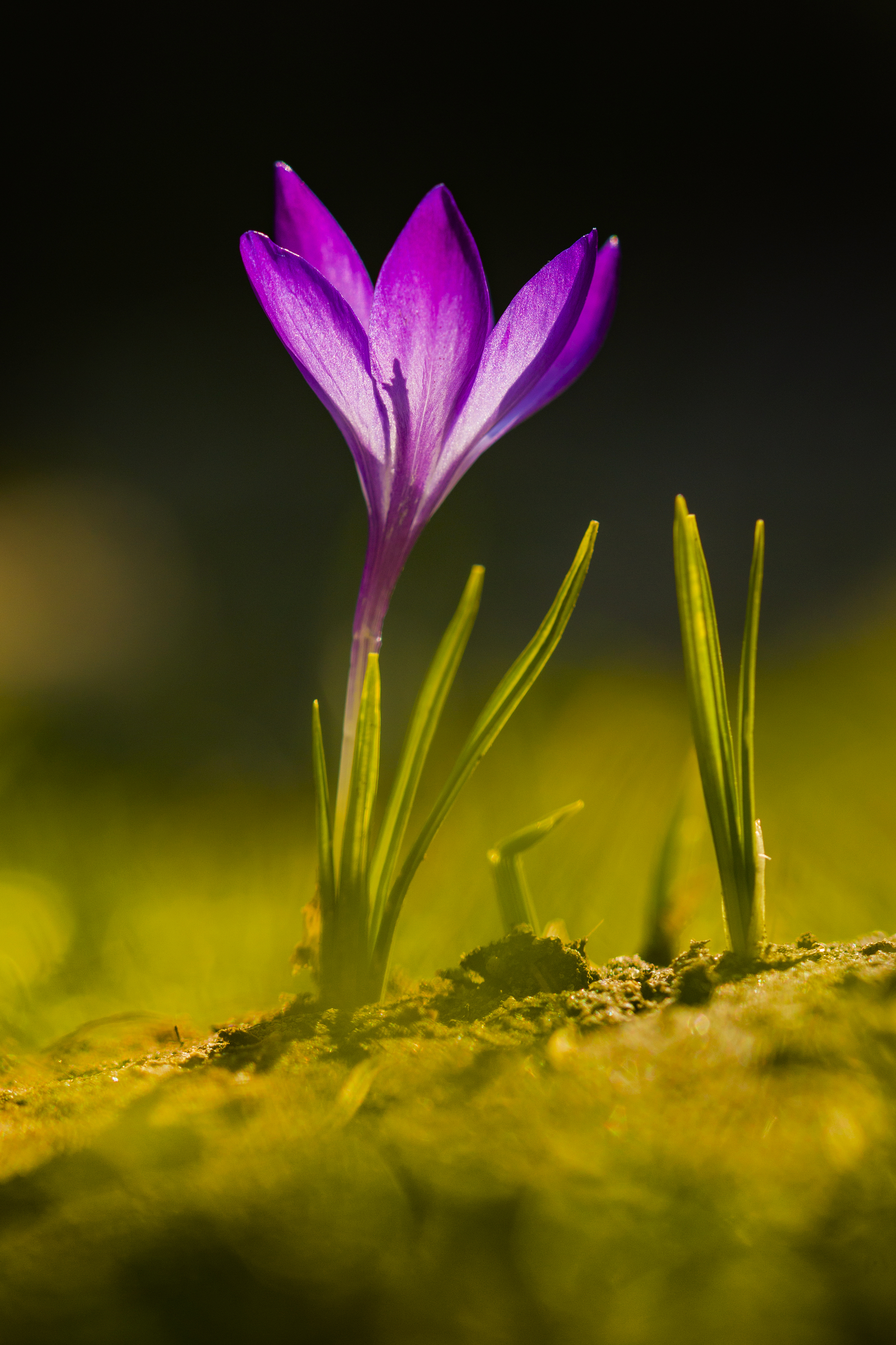 Vertical, Flower, Photography, Nature, Crocus, Purple, Close-up, Plant, Flower, Damian Cyfka