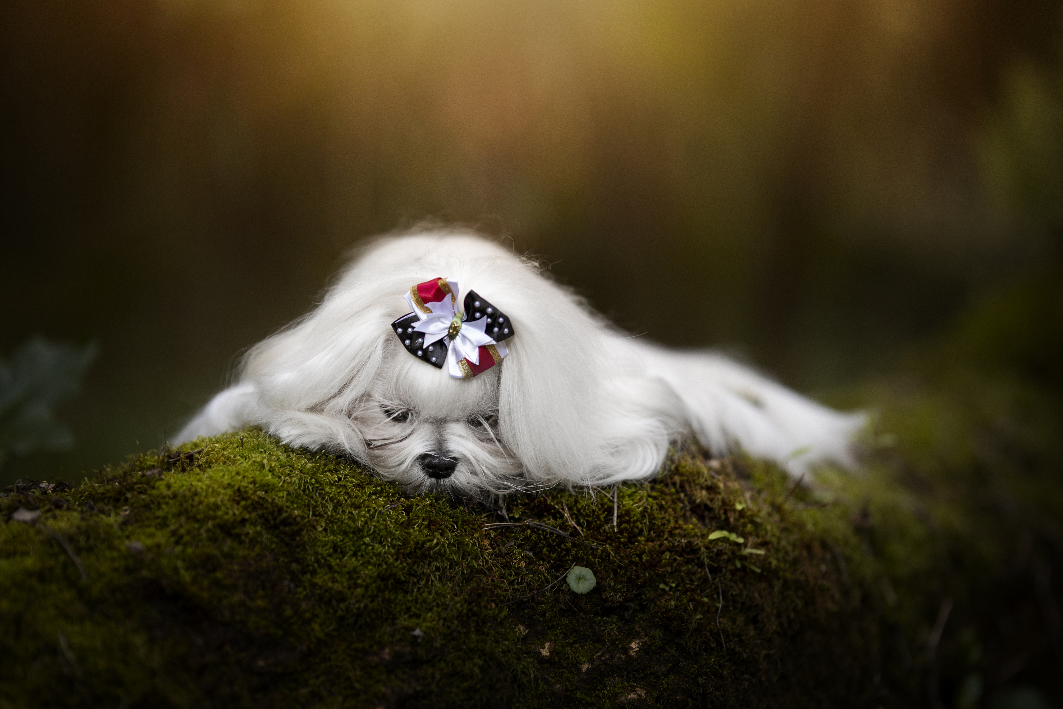 maltese,maltês,dogs,pets,motion,autum,flowers,natural,light,photography,park,florest,animal,sleeping,pose,portrait,grooming, Alexandre Marques