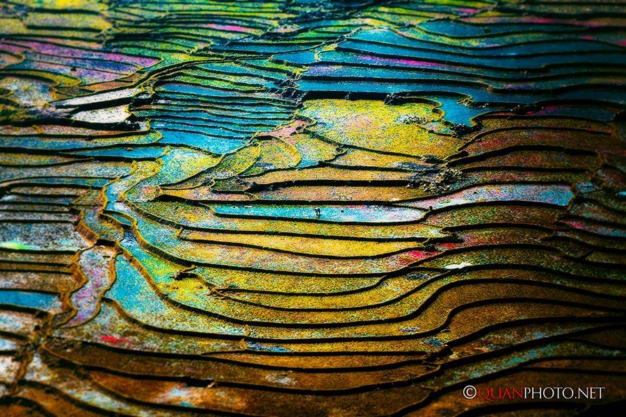 #quanphoto, #landscape, #colorful, #rice, #terraces, #farmland, #agriculture, #vietnam, quanphoto