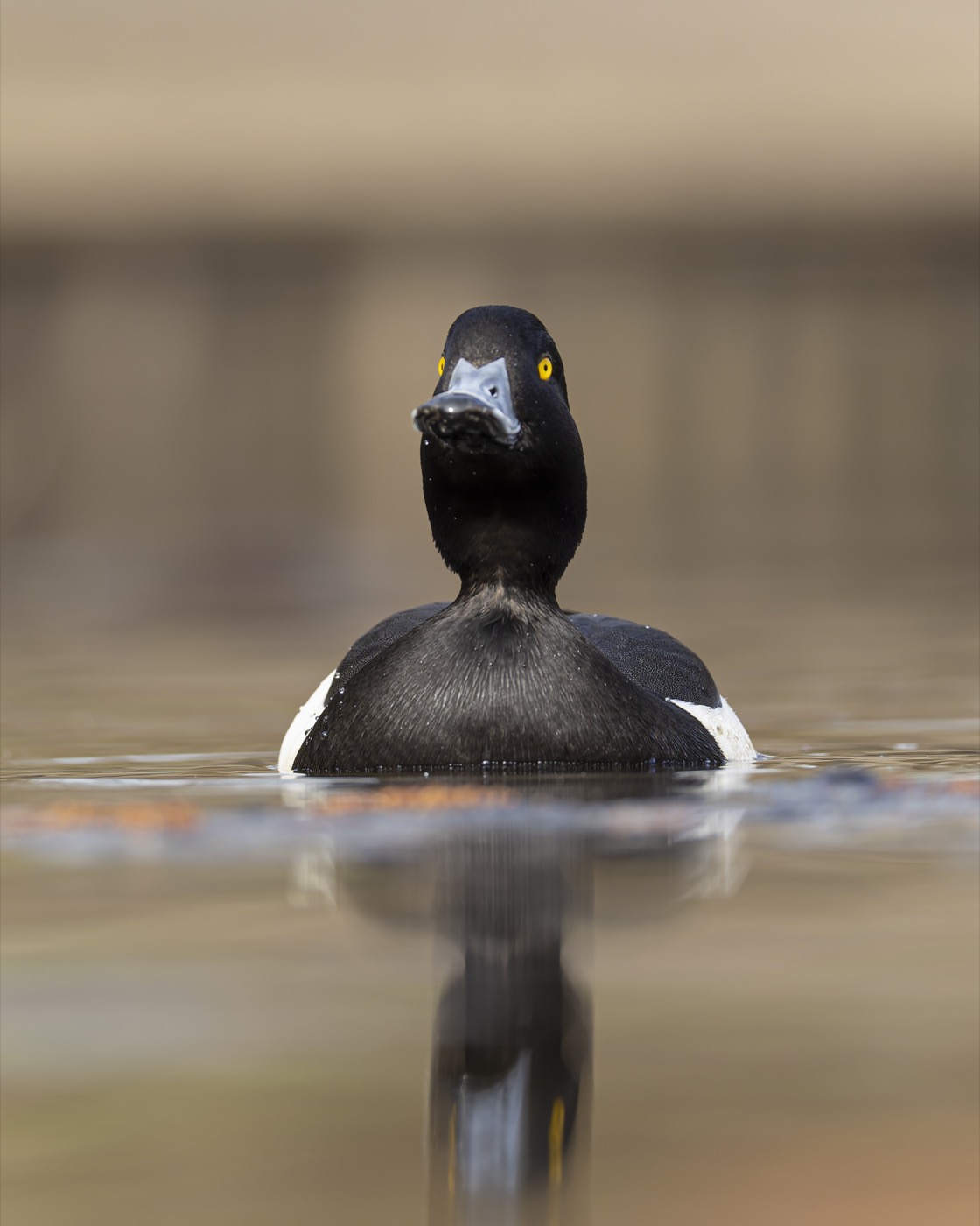 хохлатая чернеть, нырок, птицы, Руслан Pl