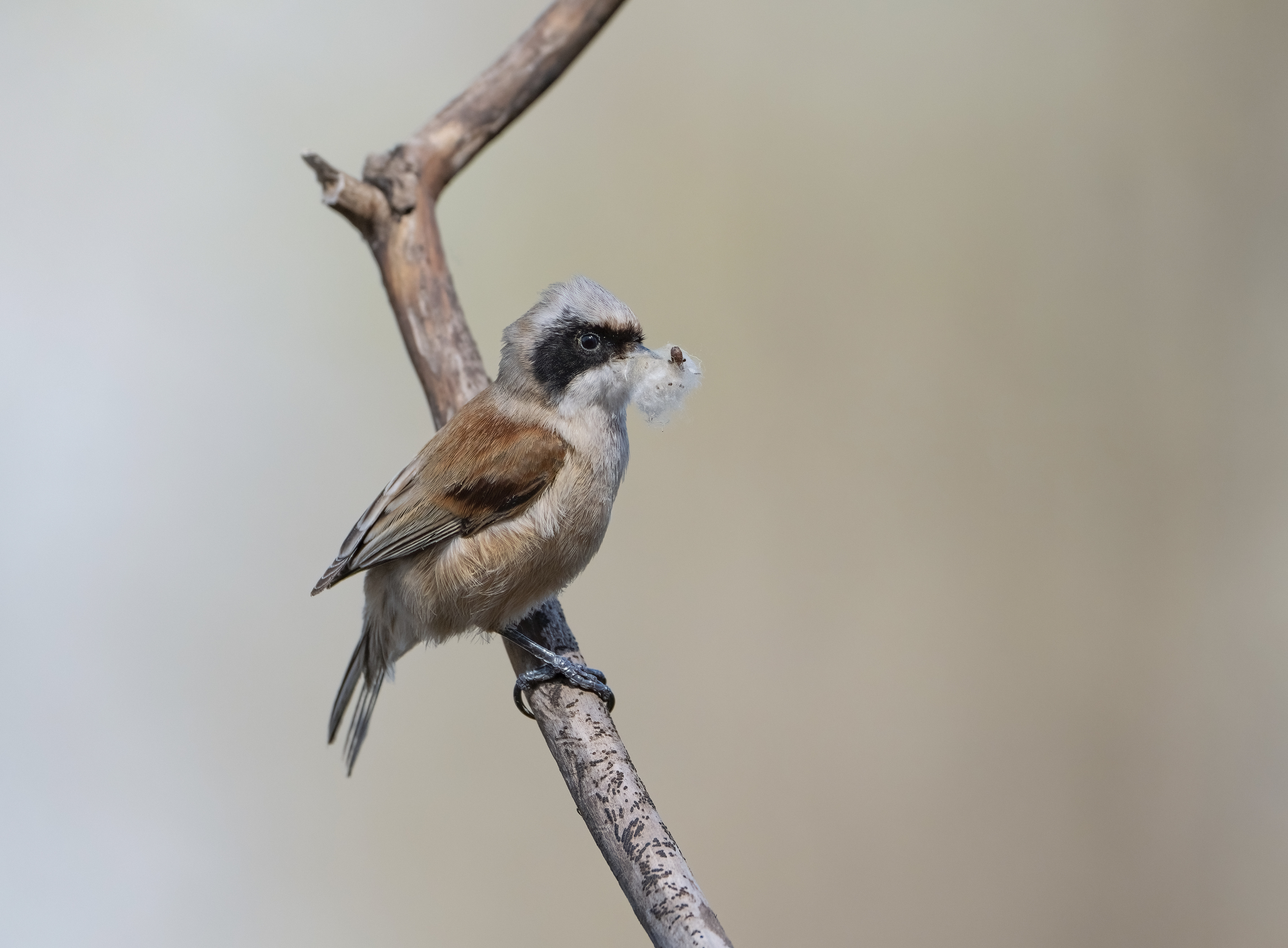 птицы,природа, весна, Андрей Киселёв