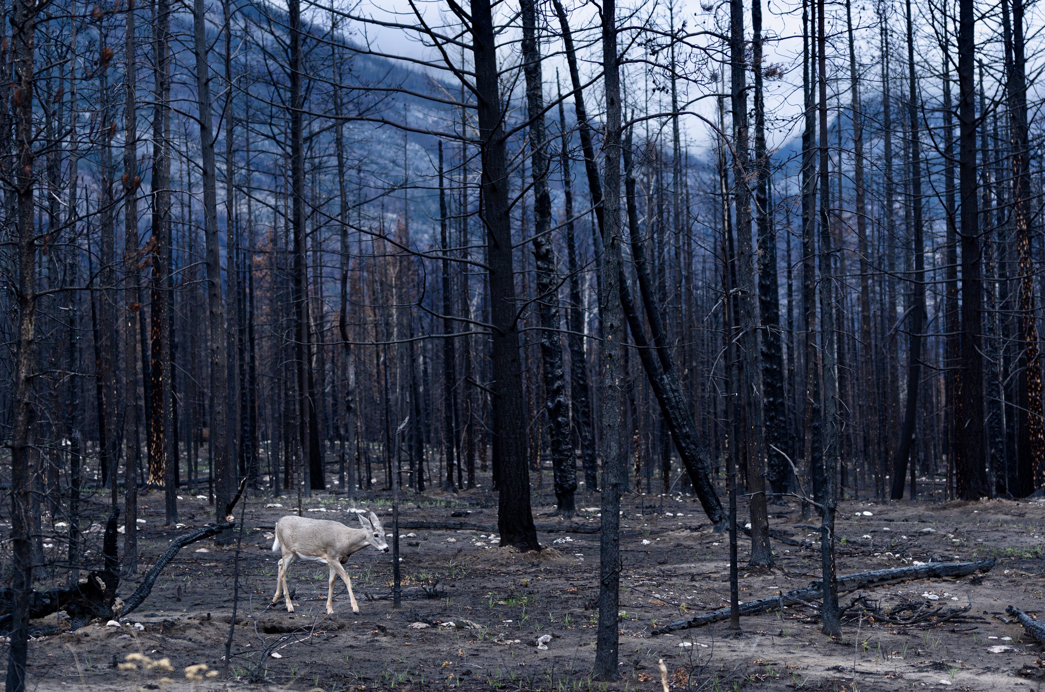 , Владимир Цветов