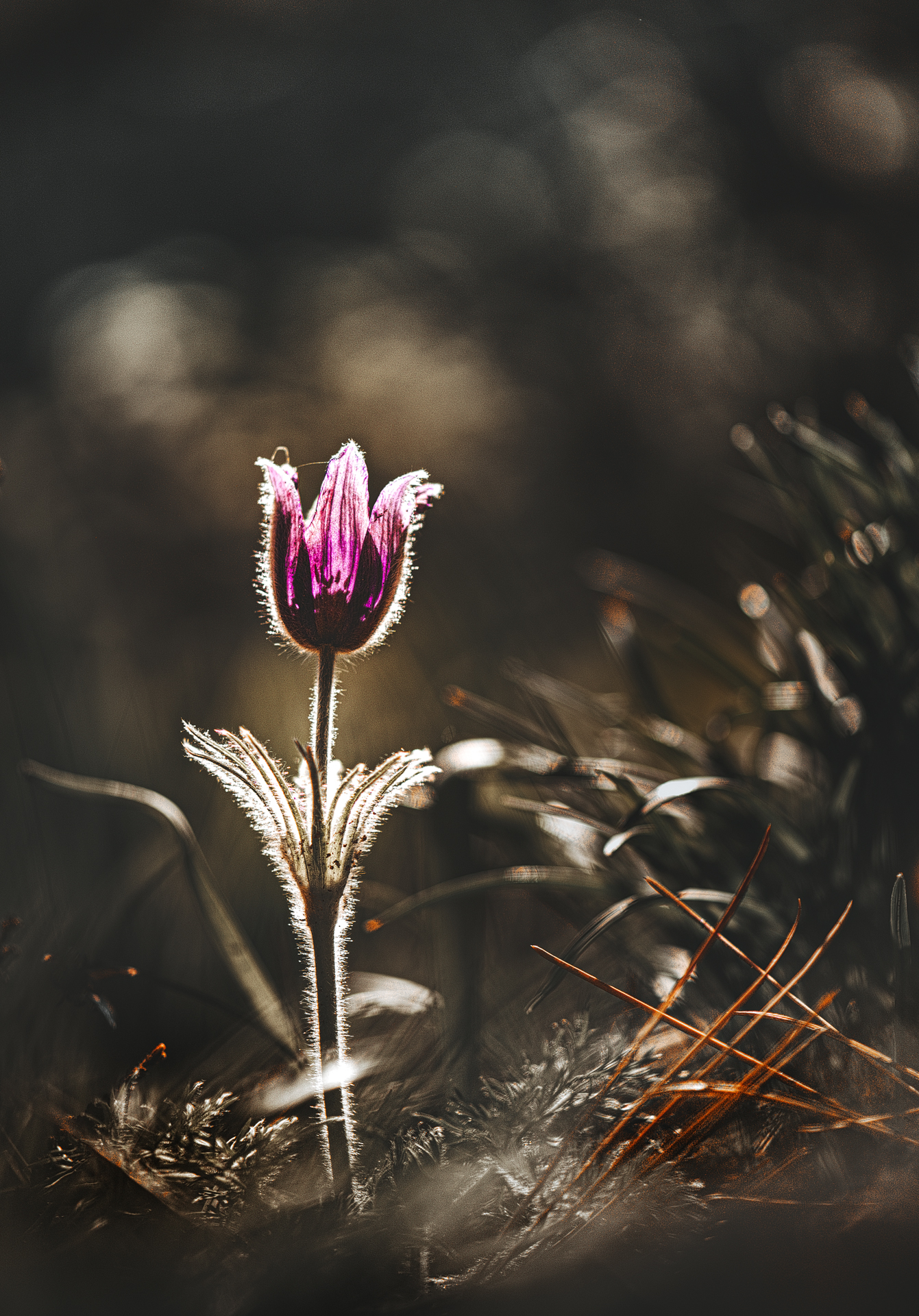 , Неля Рачкова