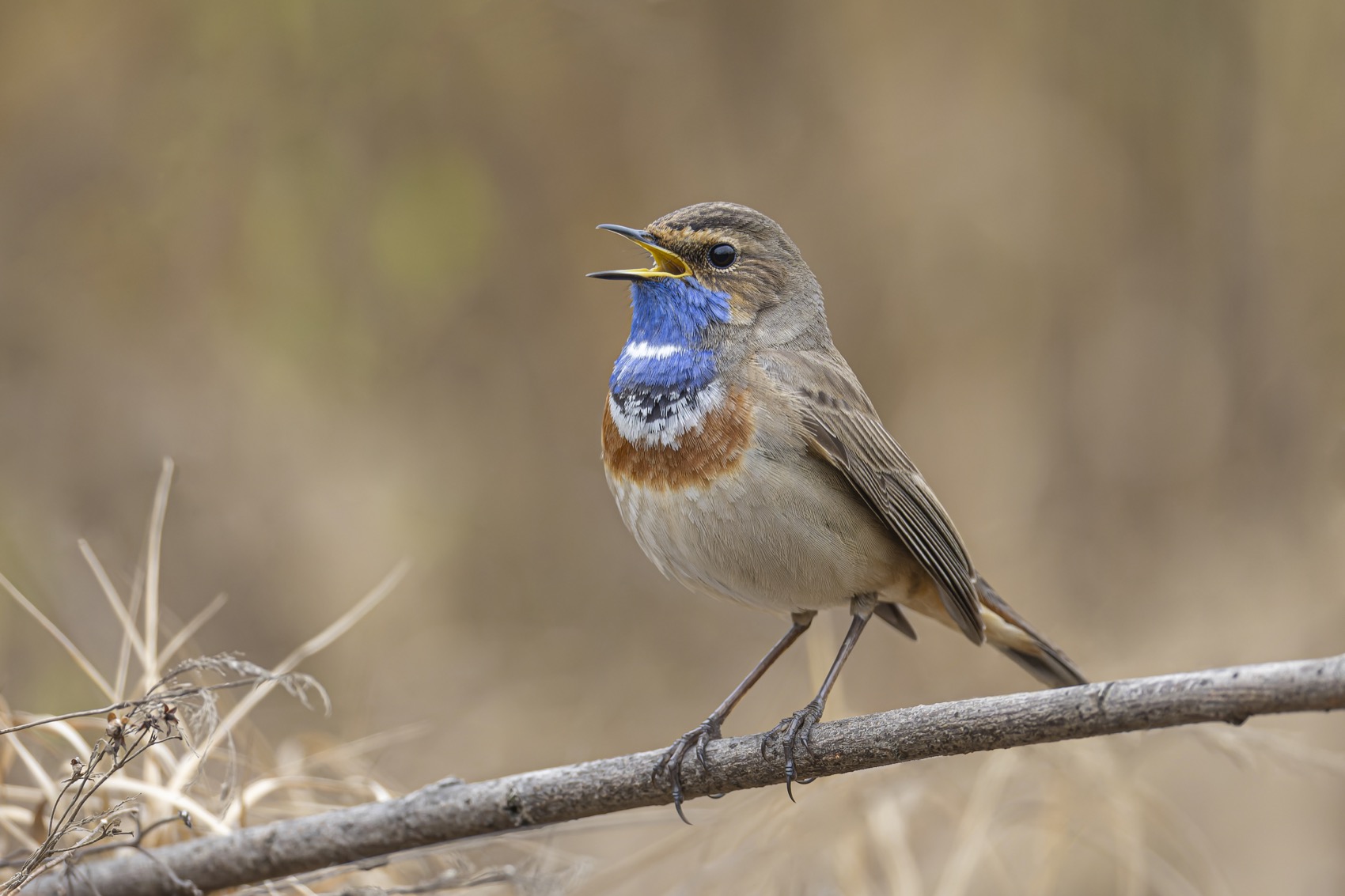 варакушка, птицы, Руслан Pl