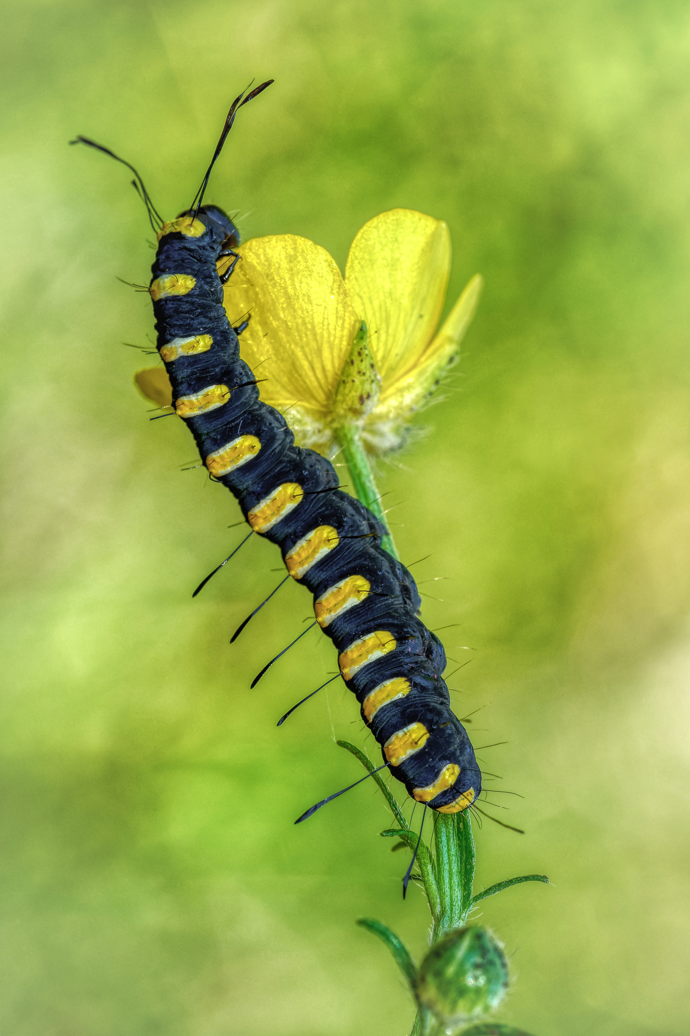 , Олег Савицкий