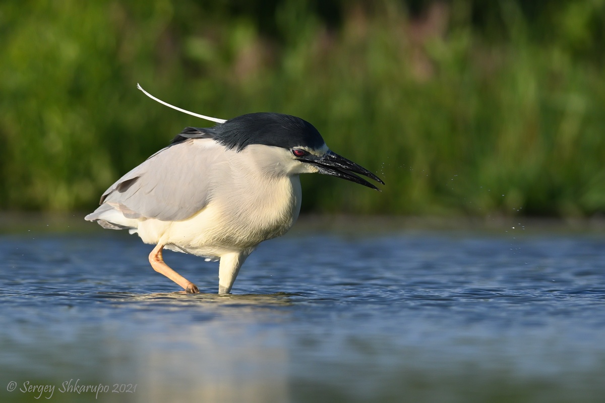 , Сергей Шкарупо