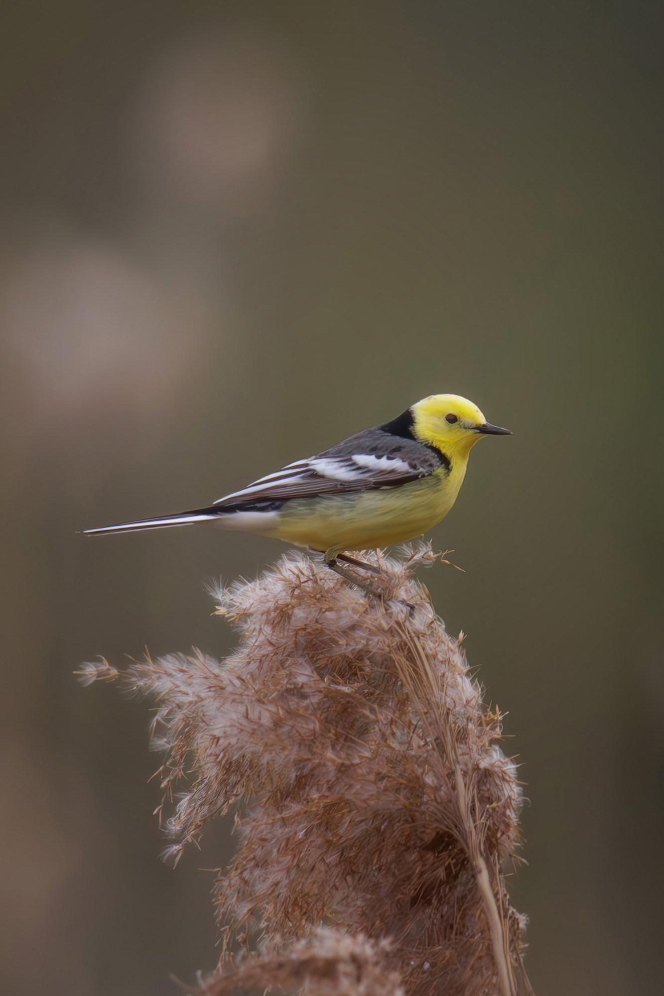 желтоголовая трясогузка, Морозов Сергей
