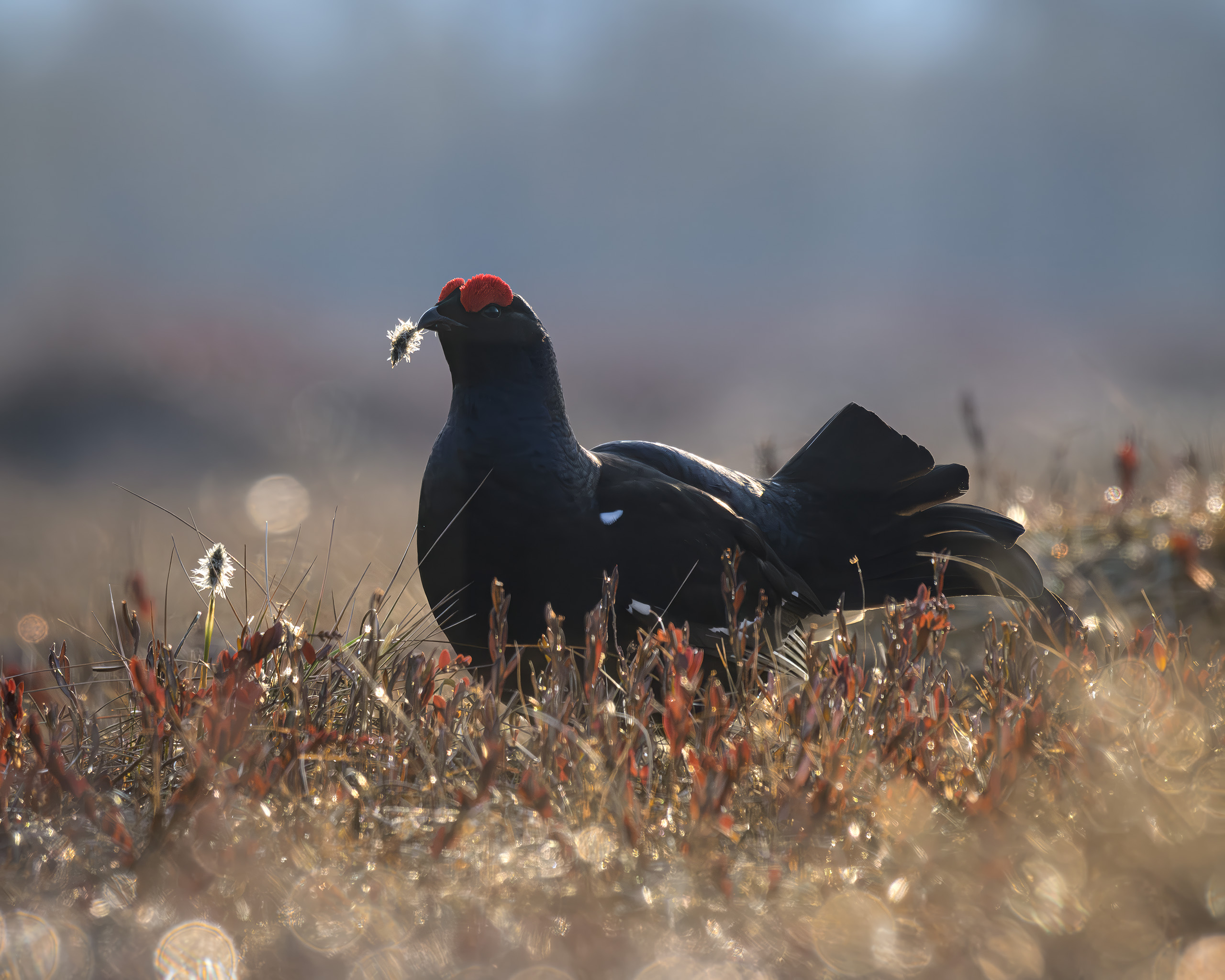 тетерев, ток, токование, птицы, фотоптиц, природа, весна, болото, лес, бердинг, бердвотчинг, фотоохота, birding, black grouse, countership display, birdwatching, wildlife, Михаил Ездаков