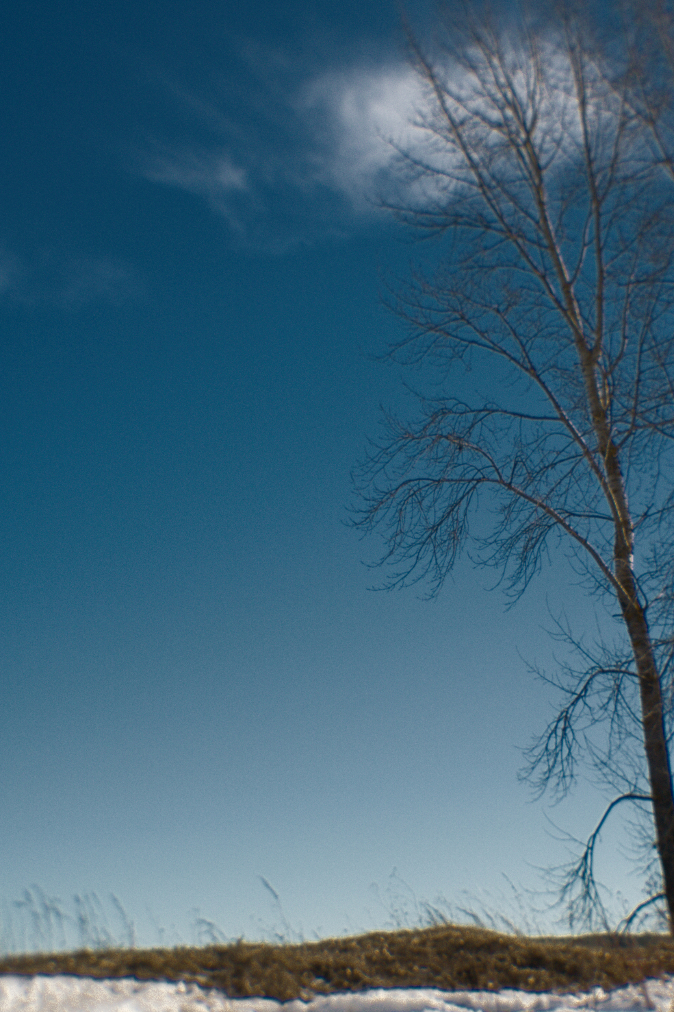 , Таня Смолевская