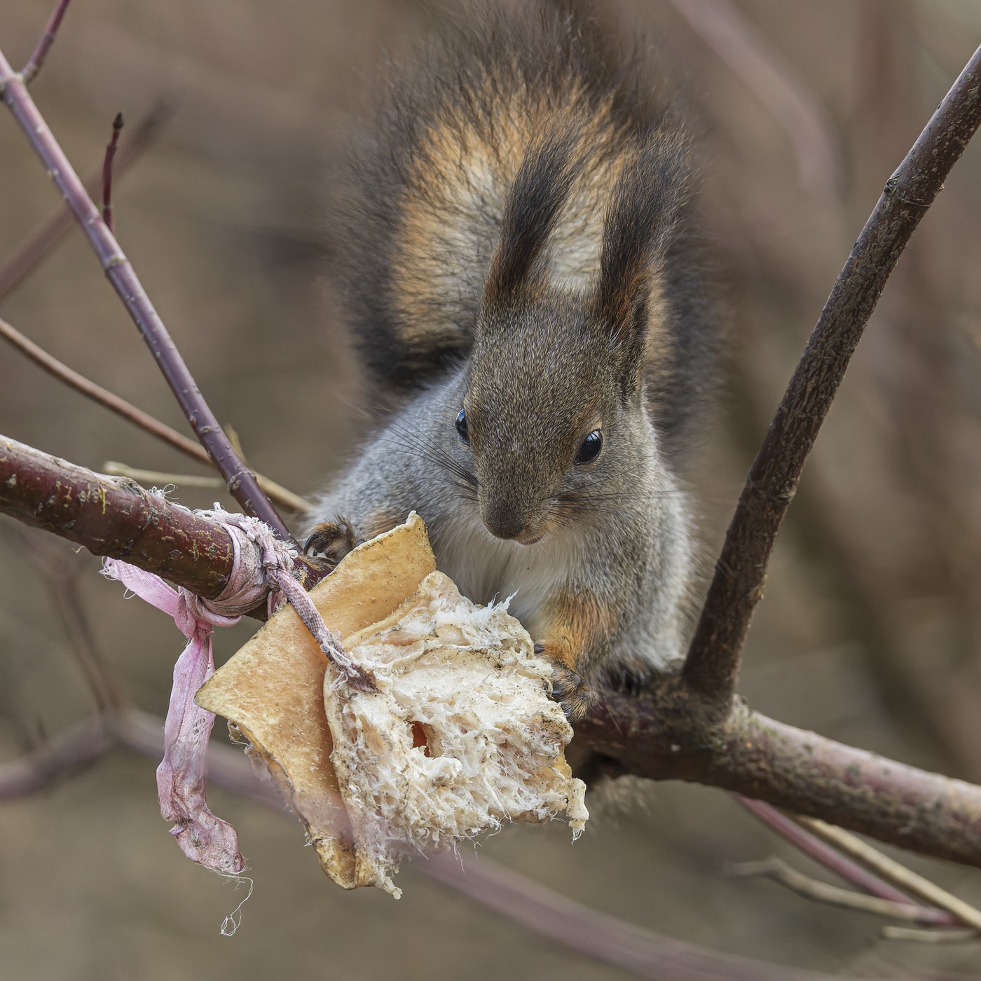 белка, Руслан Pl