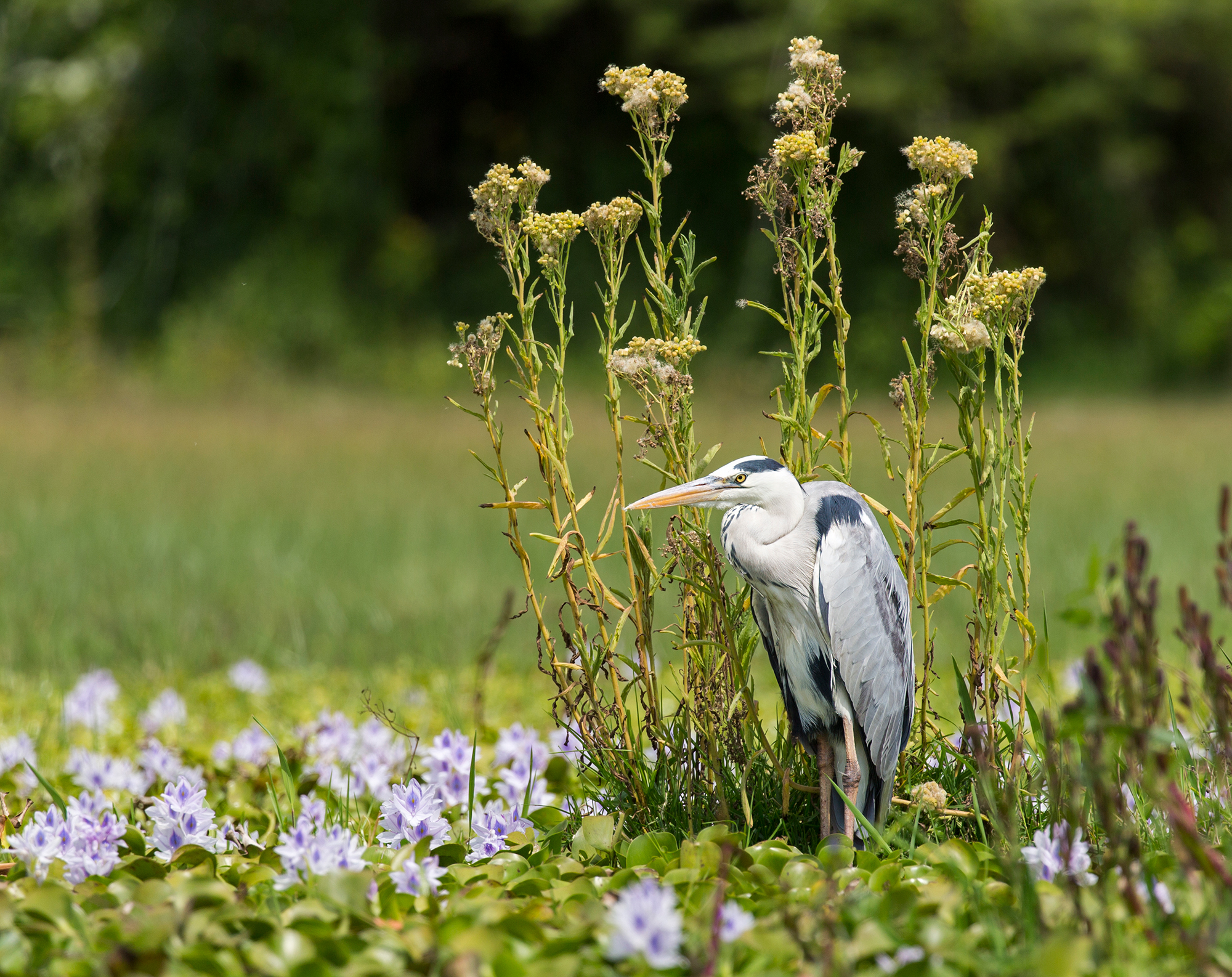 , Vorobeychik Vladimir
