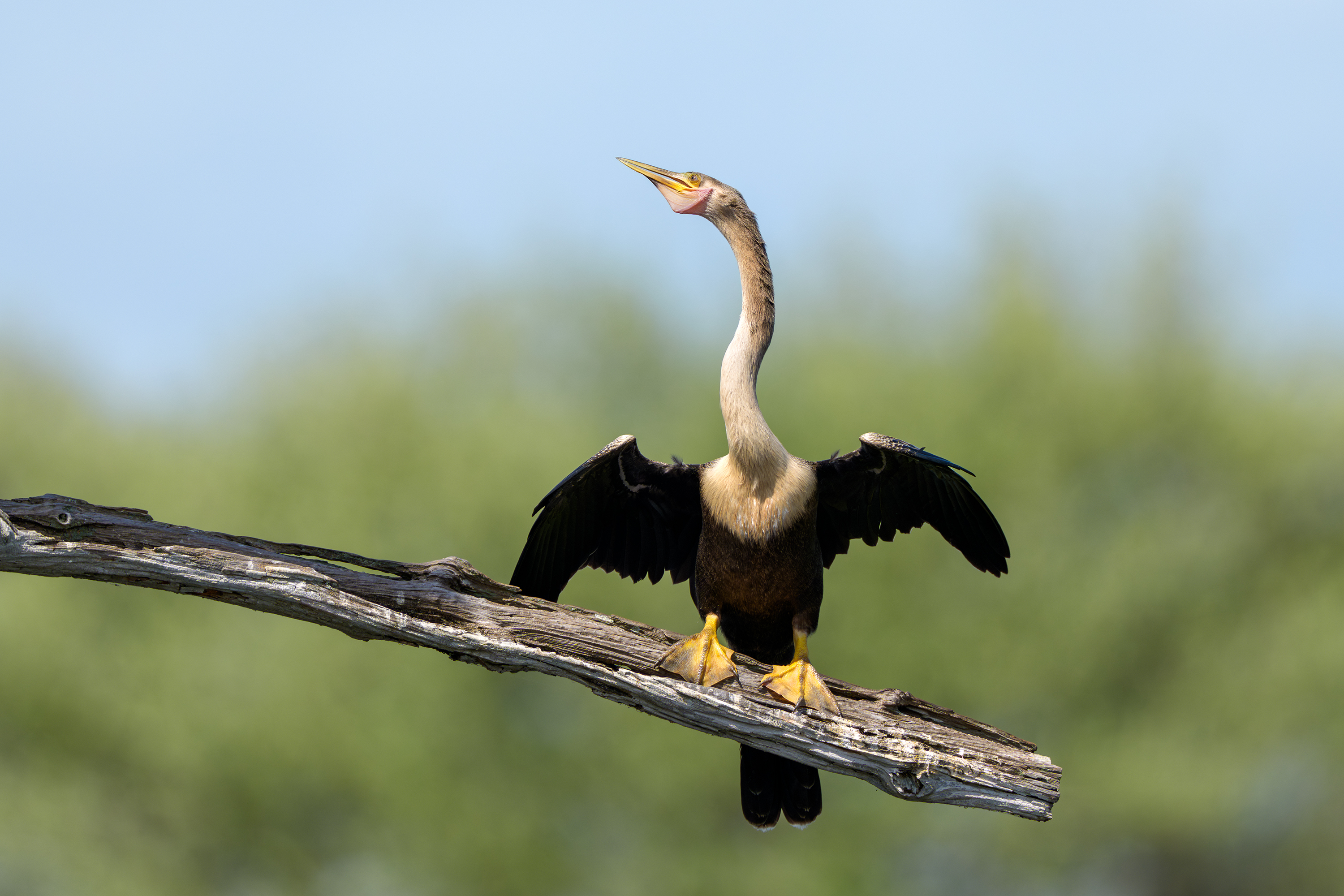 птица, фотоохота, змеешейка, природа, фауна, Vladimir Kulikov