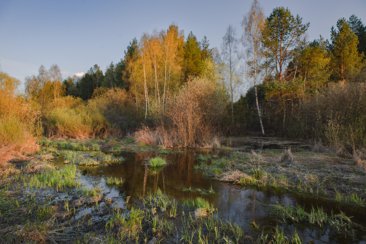 апрель вечер суходол цветение тальник серково, Алексеев Дмитрий