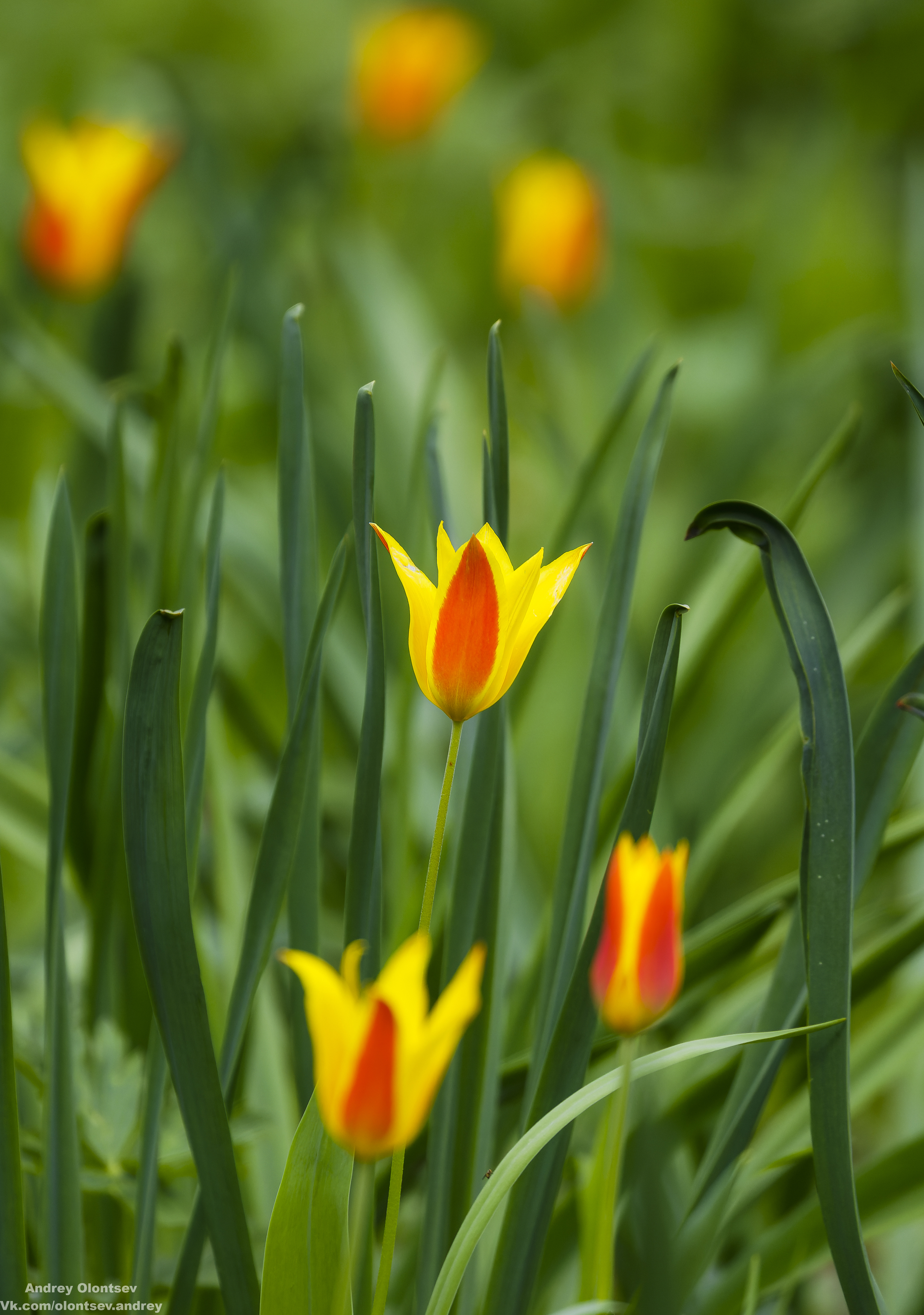 солнце, россия, рассвет, природа, подмосковье, погода, пейзажи, пейзаж, отражение, наукоград, красота, дубна, вода, весна, weather, water, spring, russia, reflection, naukograd, nature, moscow, landscape, dawn, canon, dubna, beauty, Олонцев Андрей