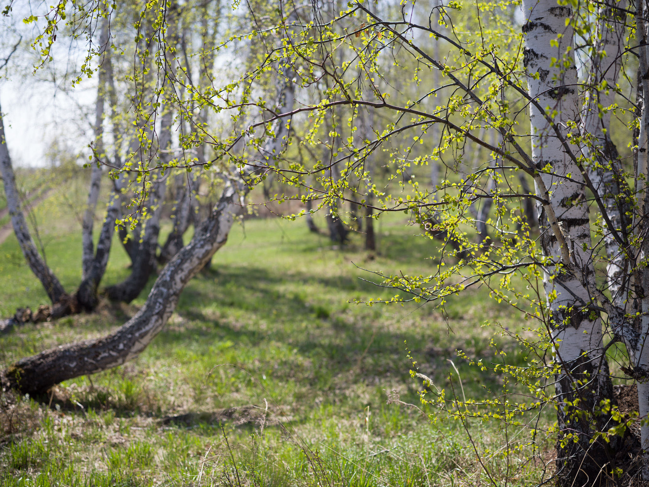 , Шустиков Дмитрий