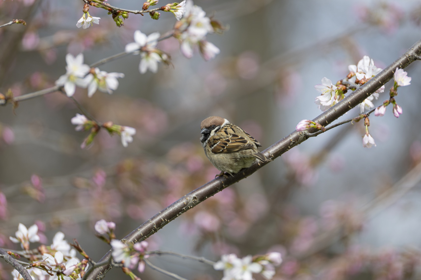 сакура, весна, воробей, Руслан Pl
