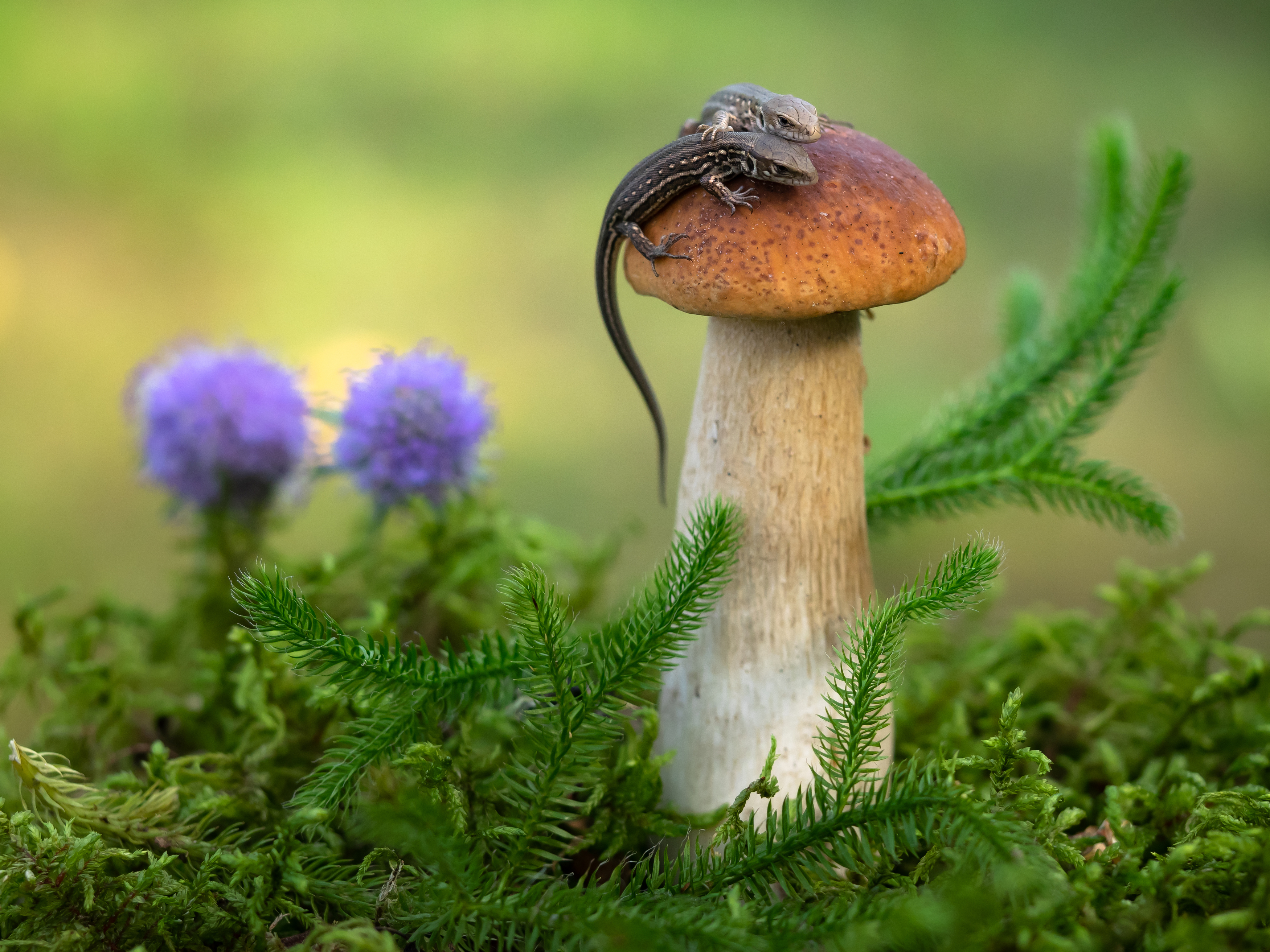 , Олег Савицкий