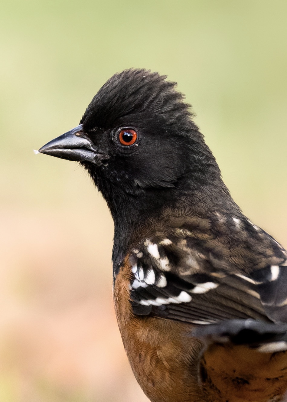 , Valle Clara Maikel