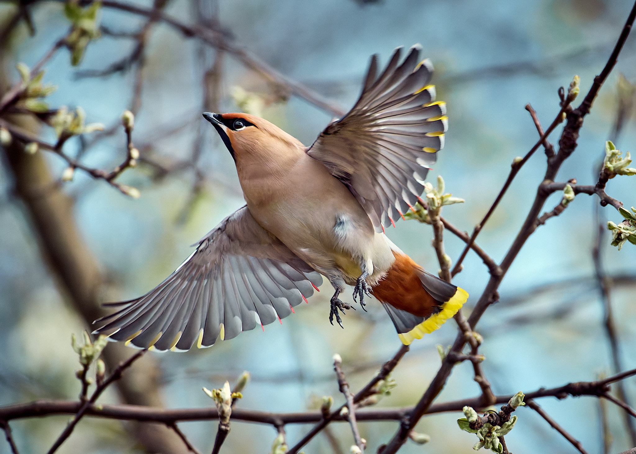 свиристель птица в полете, Mikhail Khmelevskiy