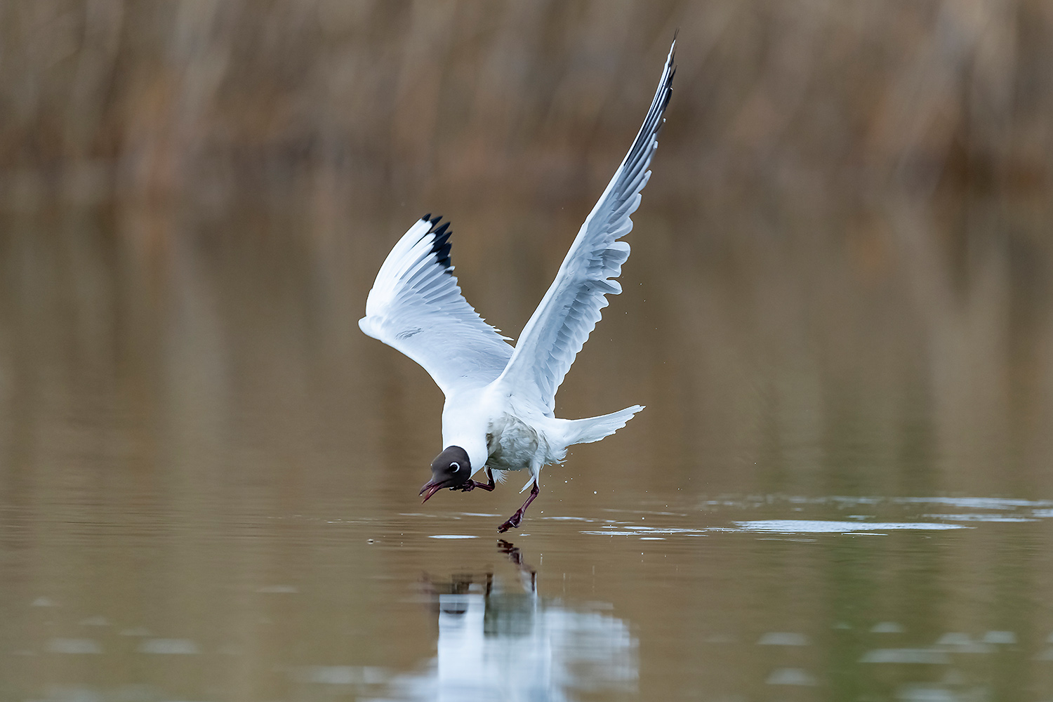 , Абросимов Александр