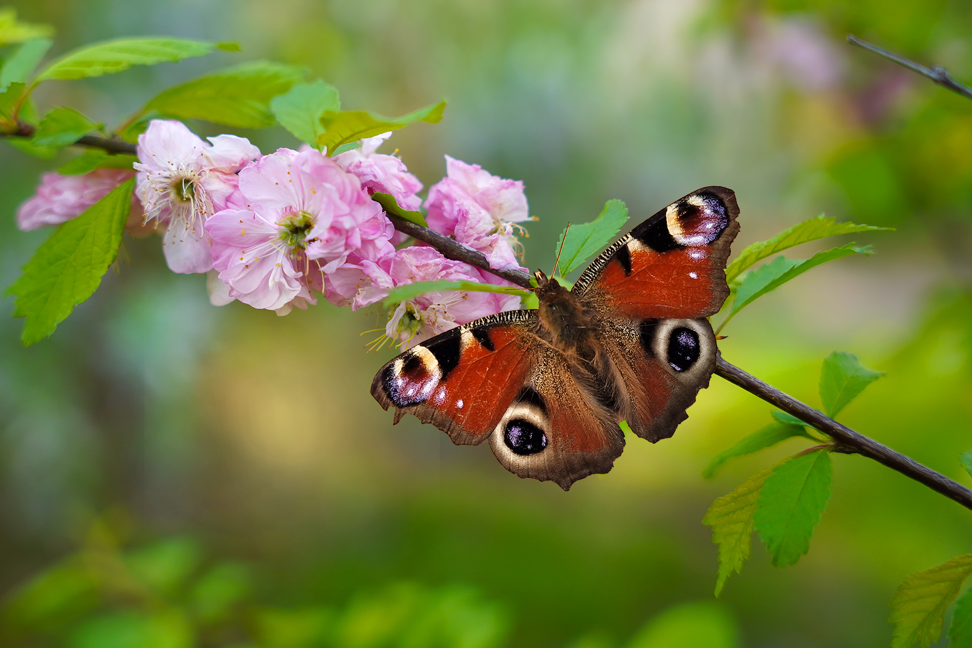 , Игорь Дубровский