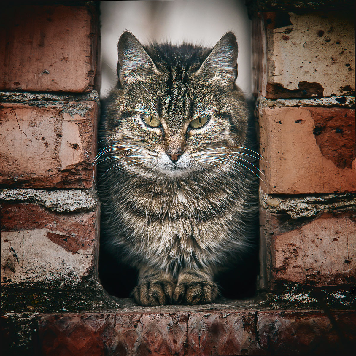 , Евгений Кутузов