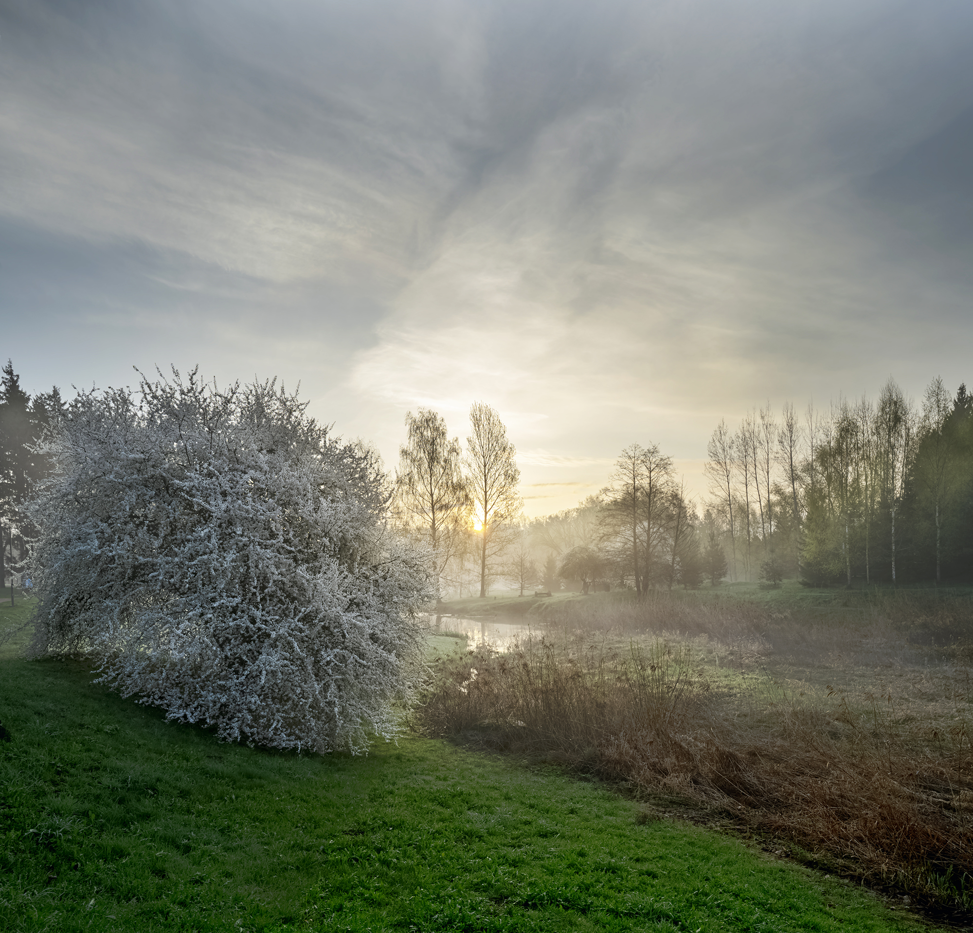 river,tree,sun,dawn,fog, Eugenijus Rauduve
