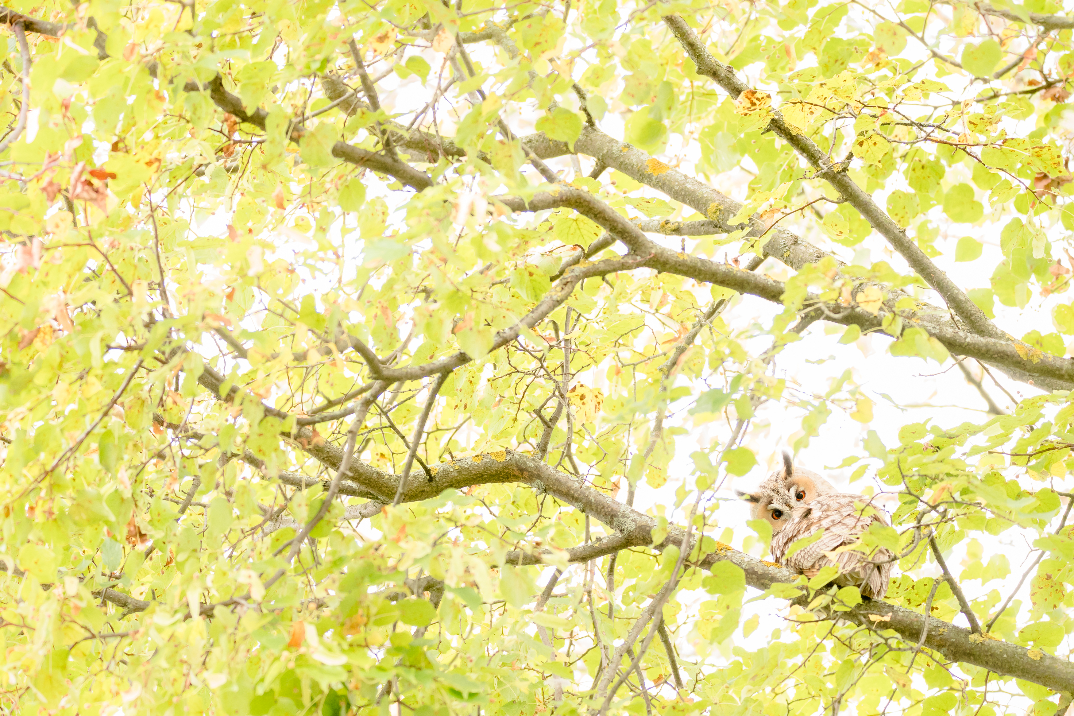 ушастая сова, липа, Соварцева Ксения