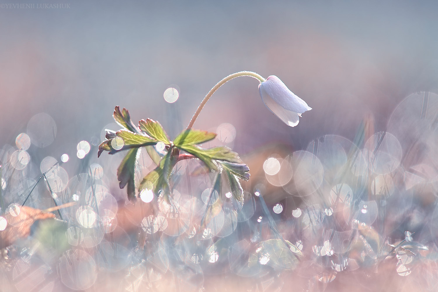 , Лукашук Евгений