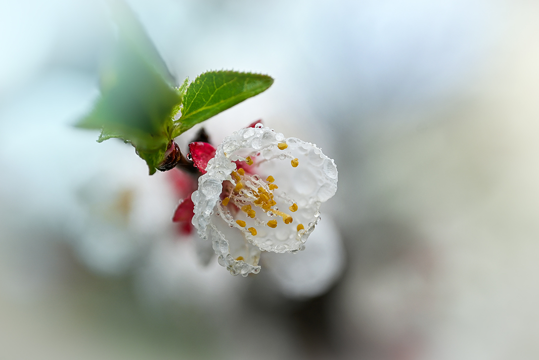 , Калёв Сергей