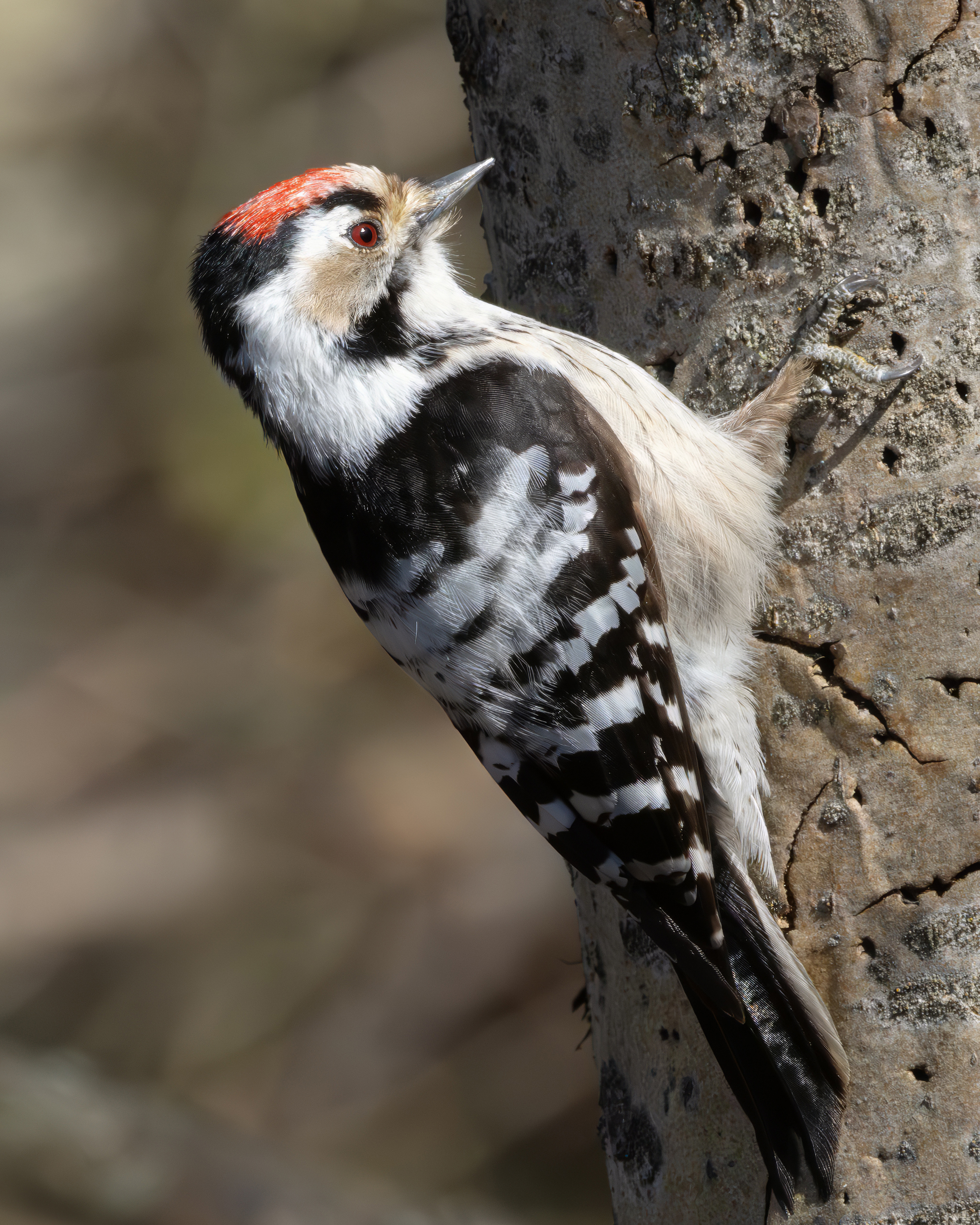 dryobates minor, малый пестрый дятел, фото птиц, birds, Александр Шипиленко