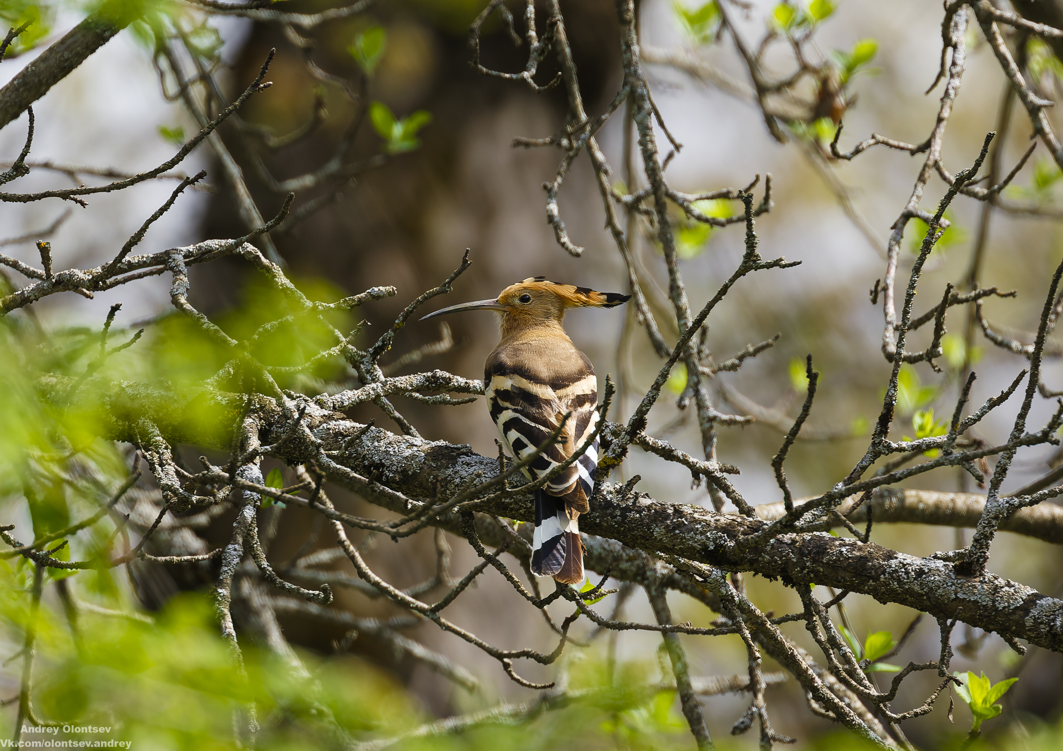 солнце, россия, рассвет, природа, подмосковье, погода, пейзажи, пейзаж, отражение, наукоград, красота, дубна, вода, весна, weather, water, spring, russia, reflection, naukograd, nature, moscow, landscape, dawn, canon, dubna, beauty, Олонцев Андрей