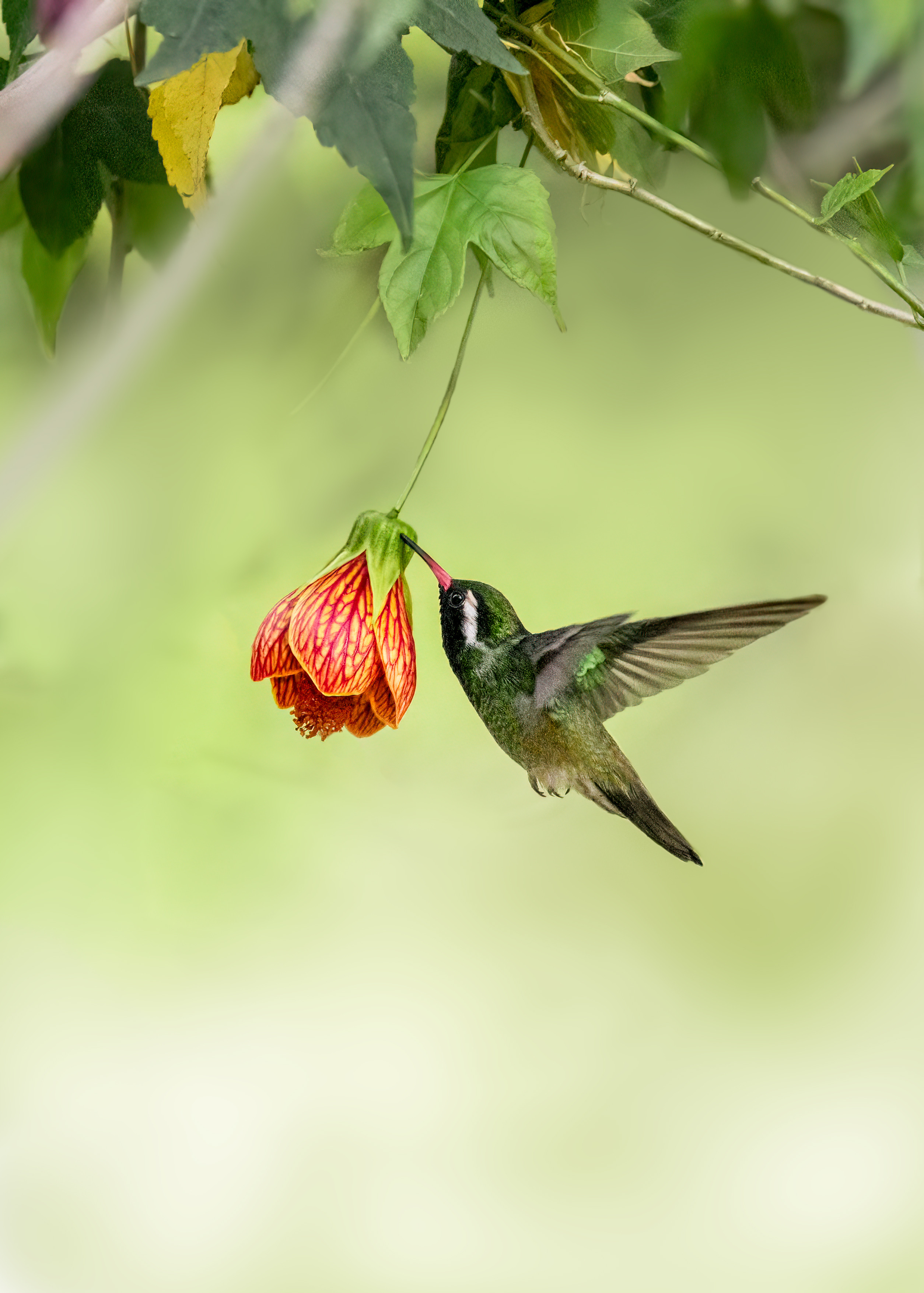 , Valle Clara Maikel