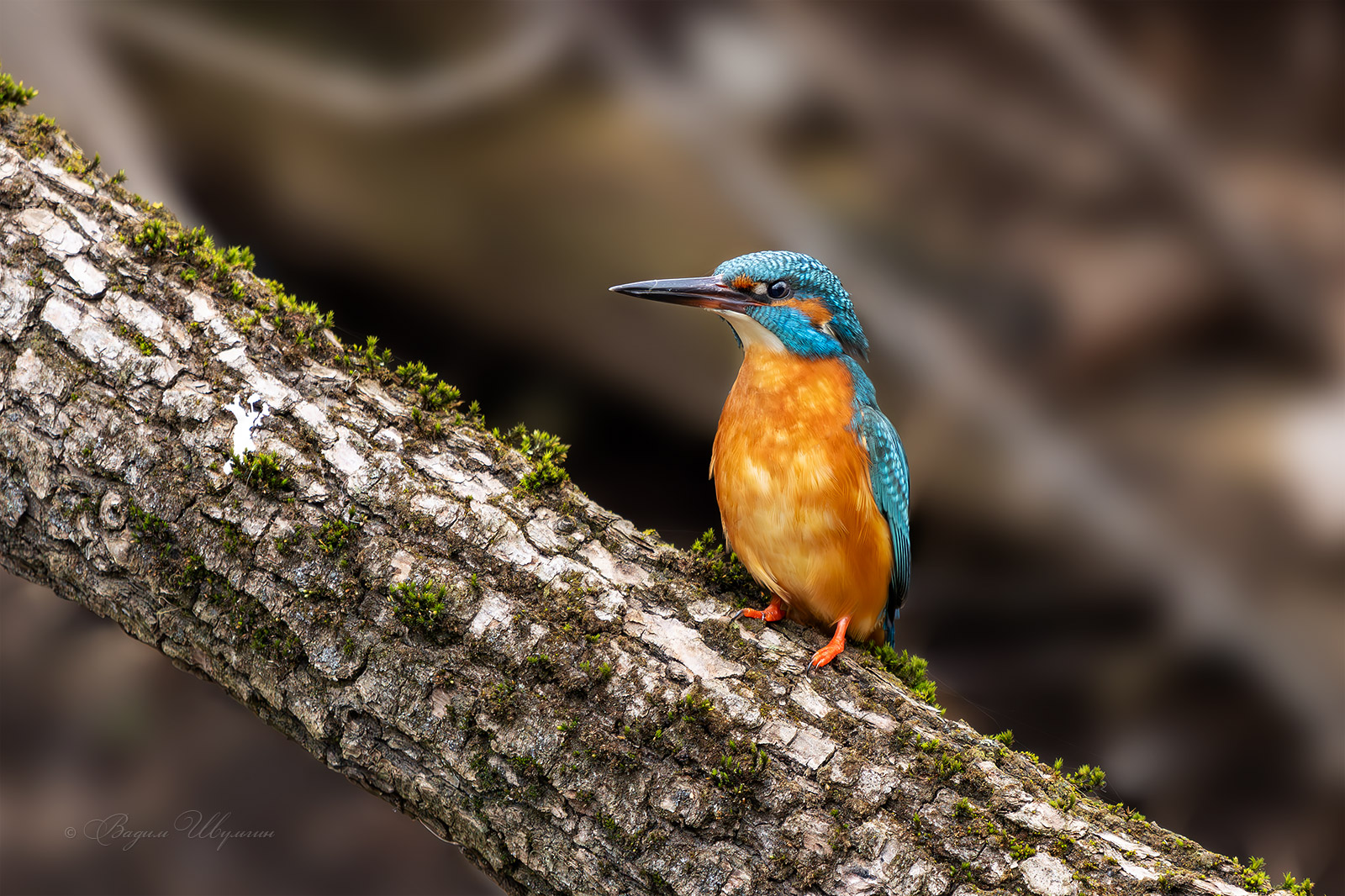 зимородок, Шульгин Вадим