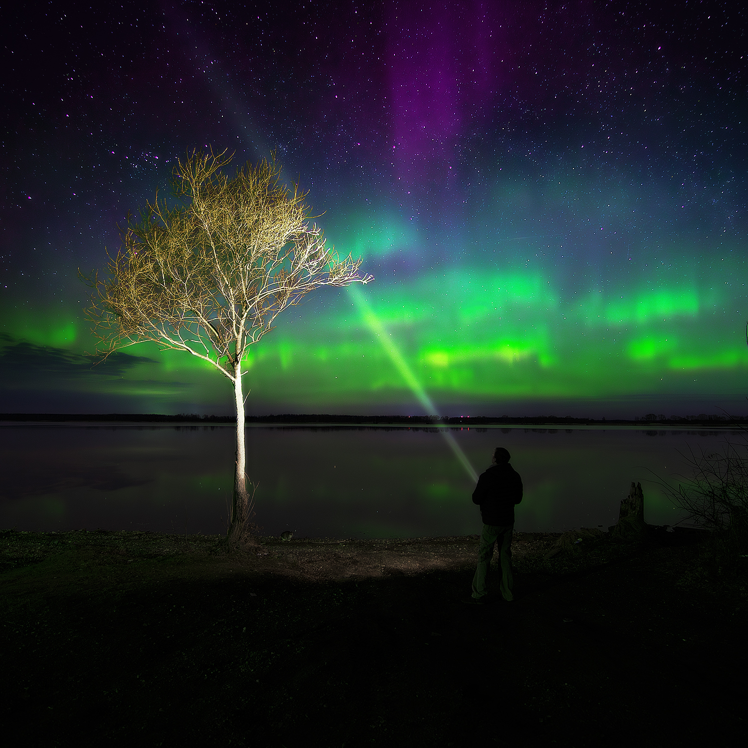 аврора, сияние, ночь, река, дерево, Макаров Роман