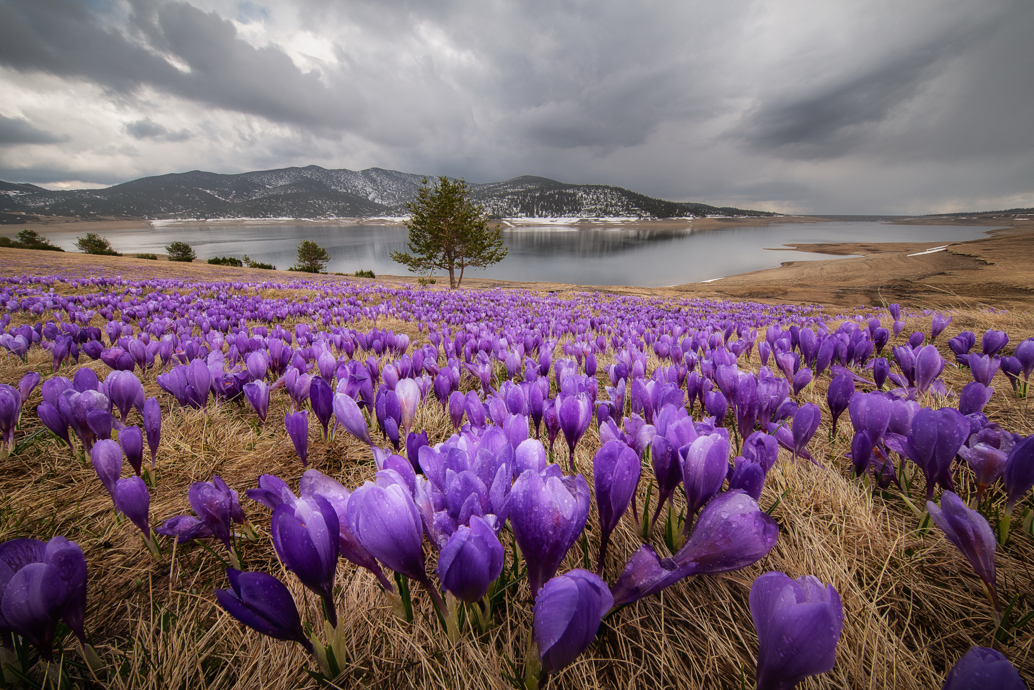 , Mariyana Atanasova - Lucero