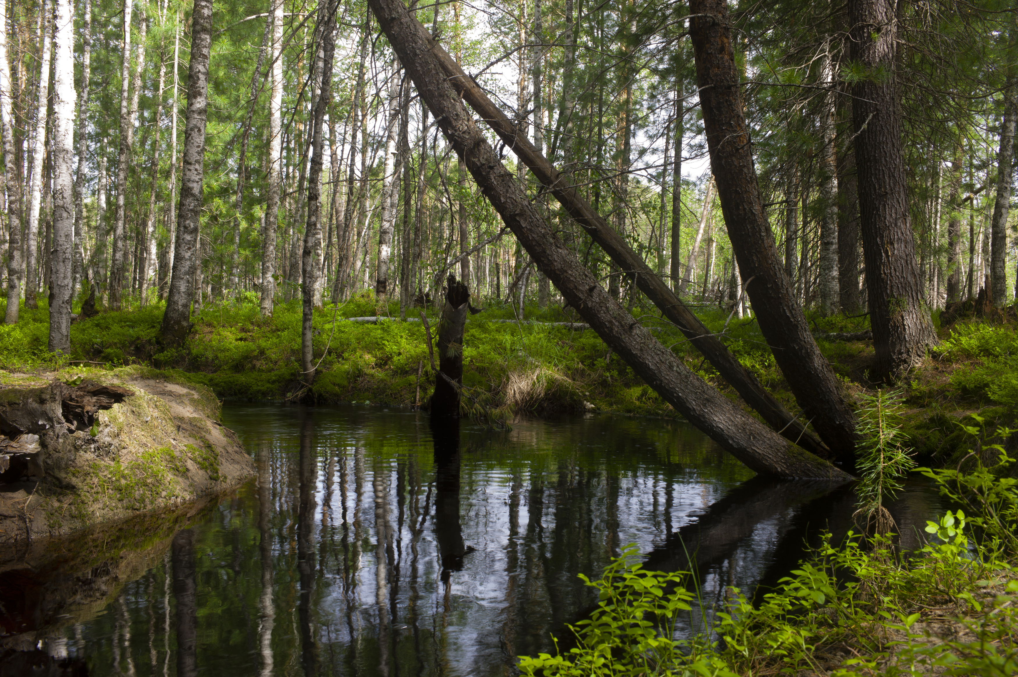 , Михаил Дронов