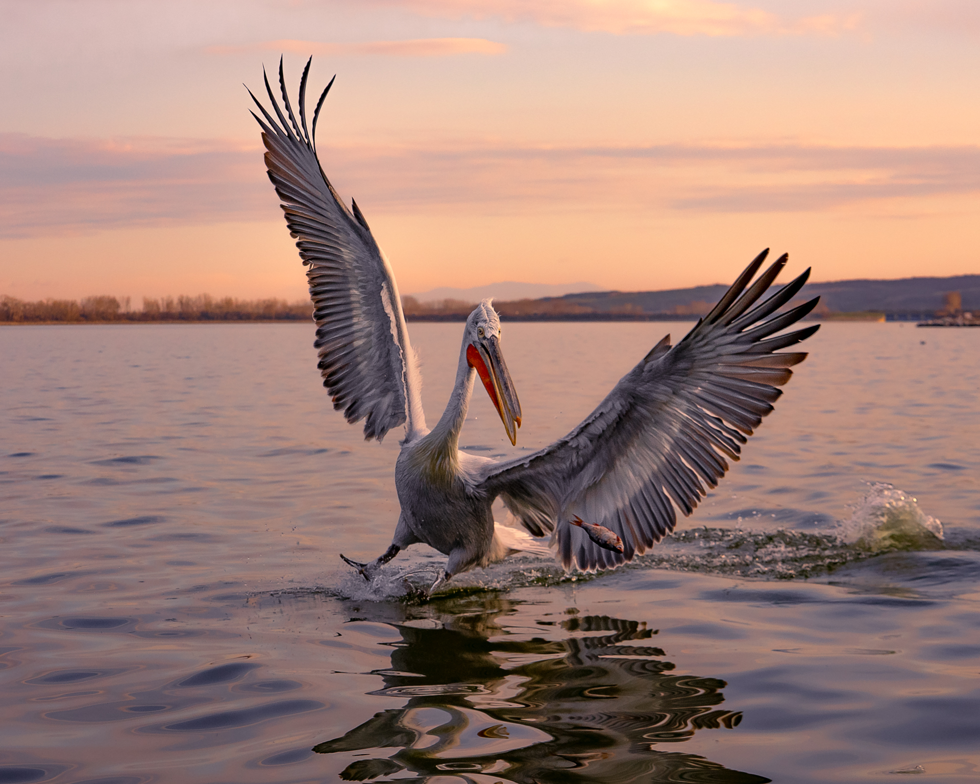 далматинский, кудрявый пеликан, птицы, dalmatian, pelican, birds, Оксана Дорн