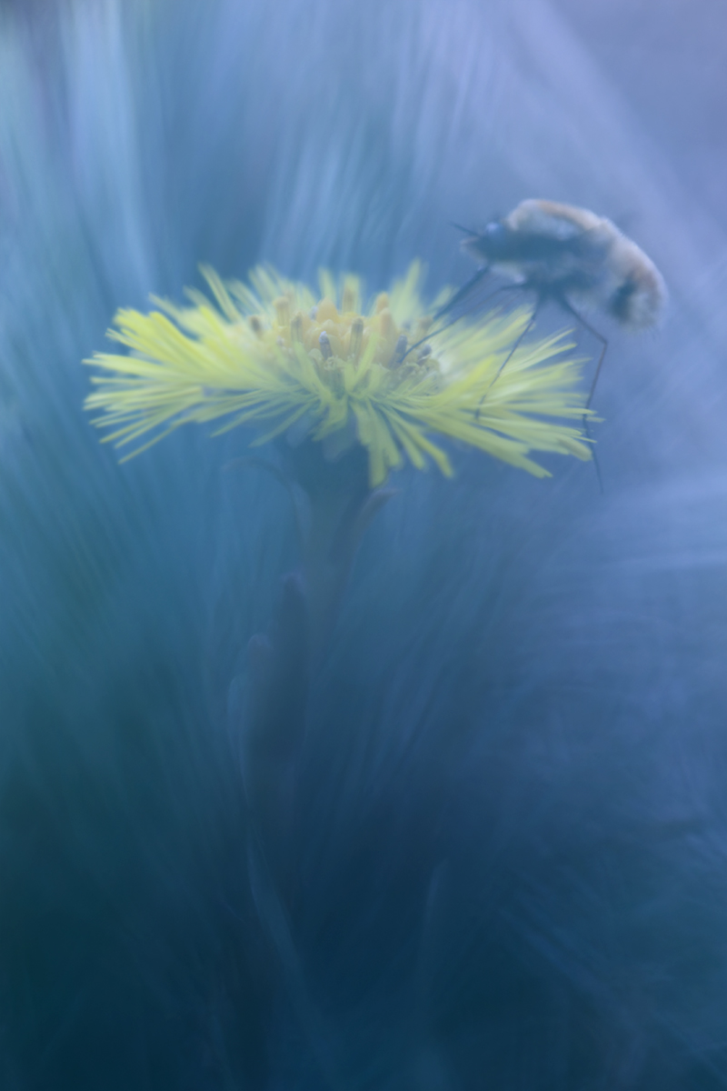 жужжало, насекомое, макро, цветок, мать и мачеха, калининград, buzzed, insect, macro, flower, coltsfoot, kaliningrad, Хилько Марина