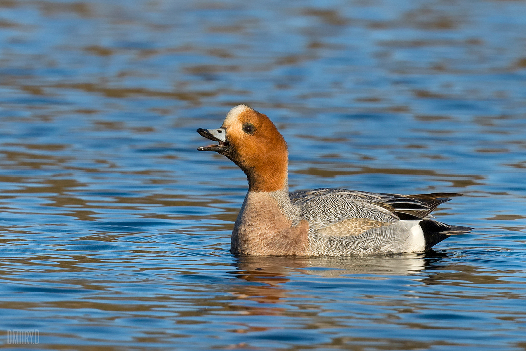 свиязь,, Дмитрий Доронин