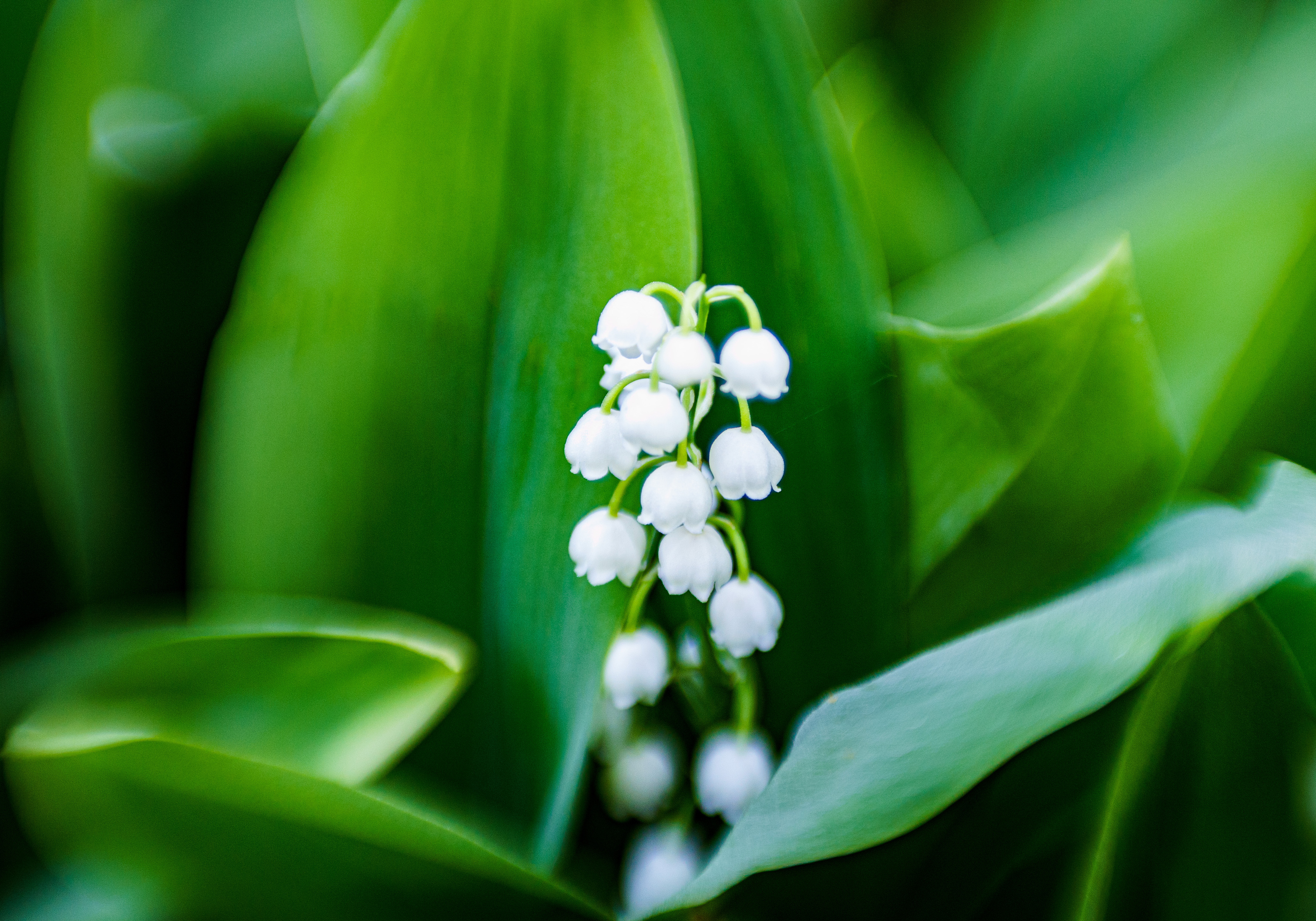 , Лофицкая Лариса