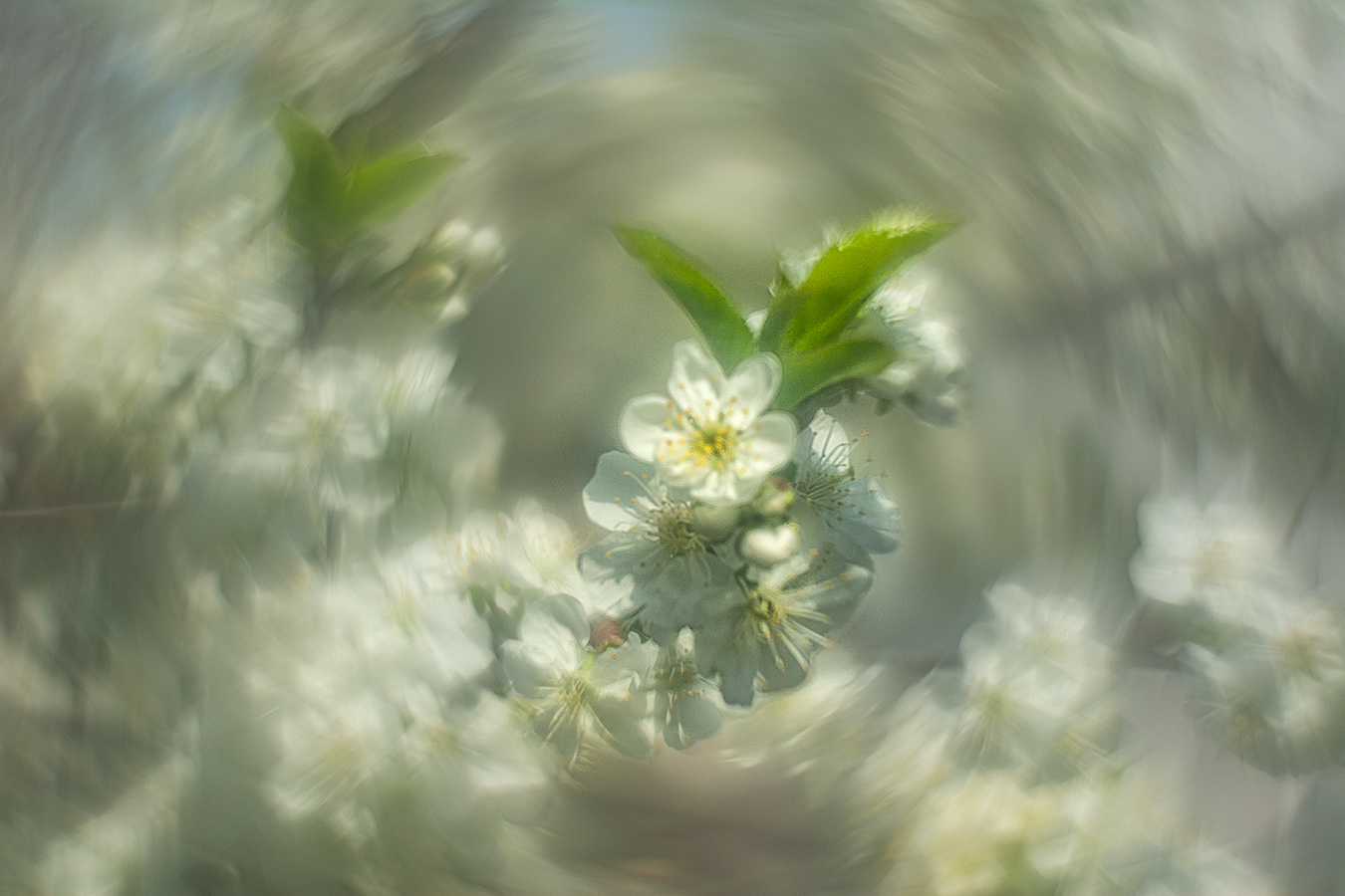 , Анатолий Зверев