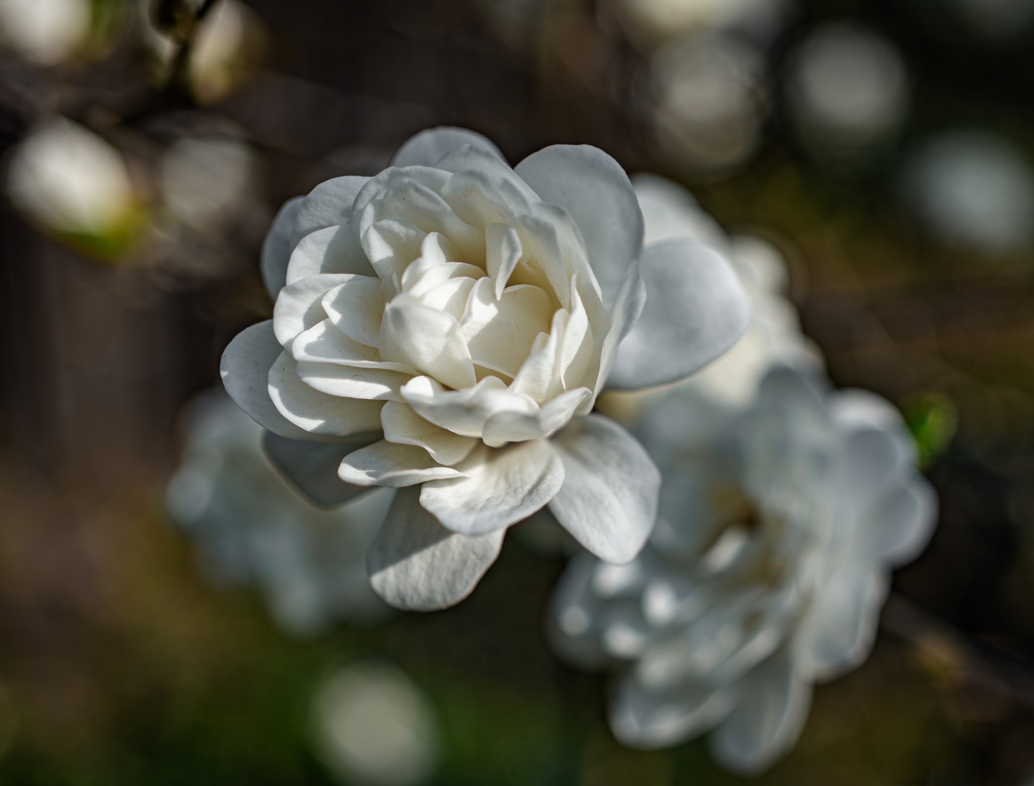 , Курлянцев Алексей