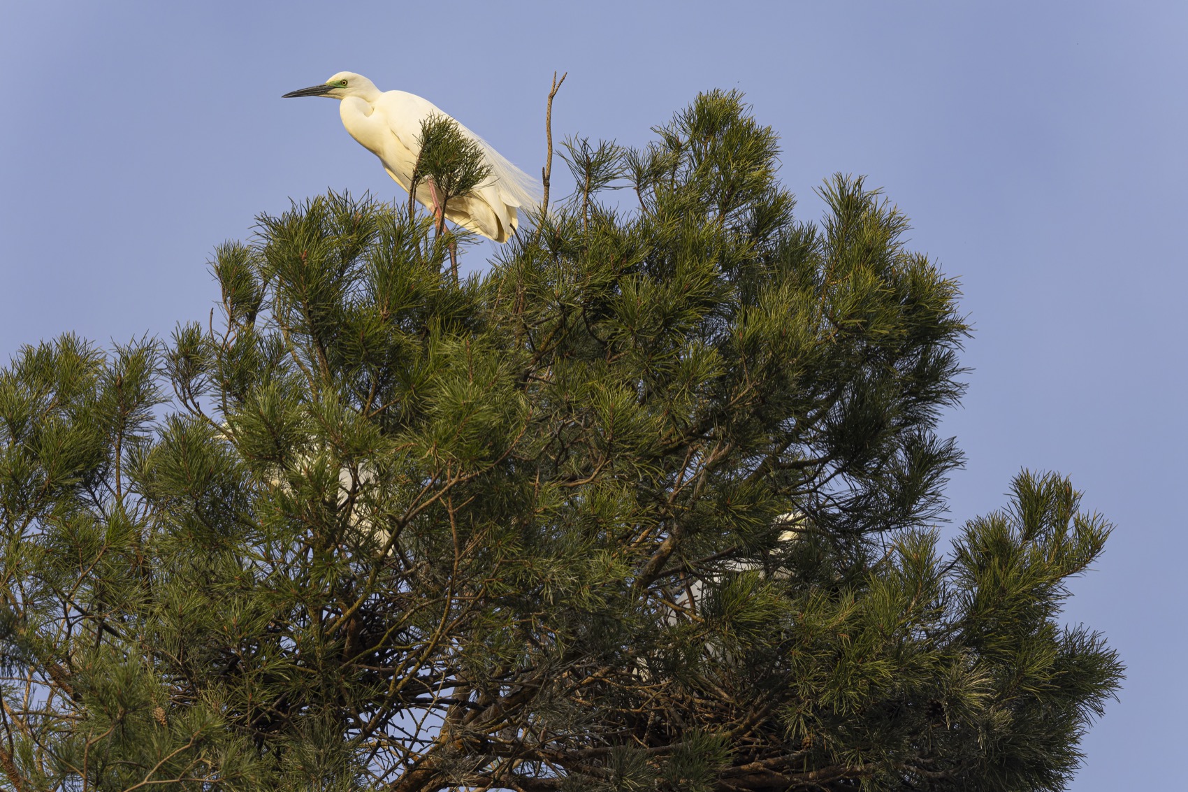 белая цапля, гнездо, птицы, цапля, Руслан Pl