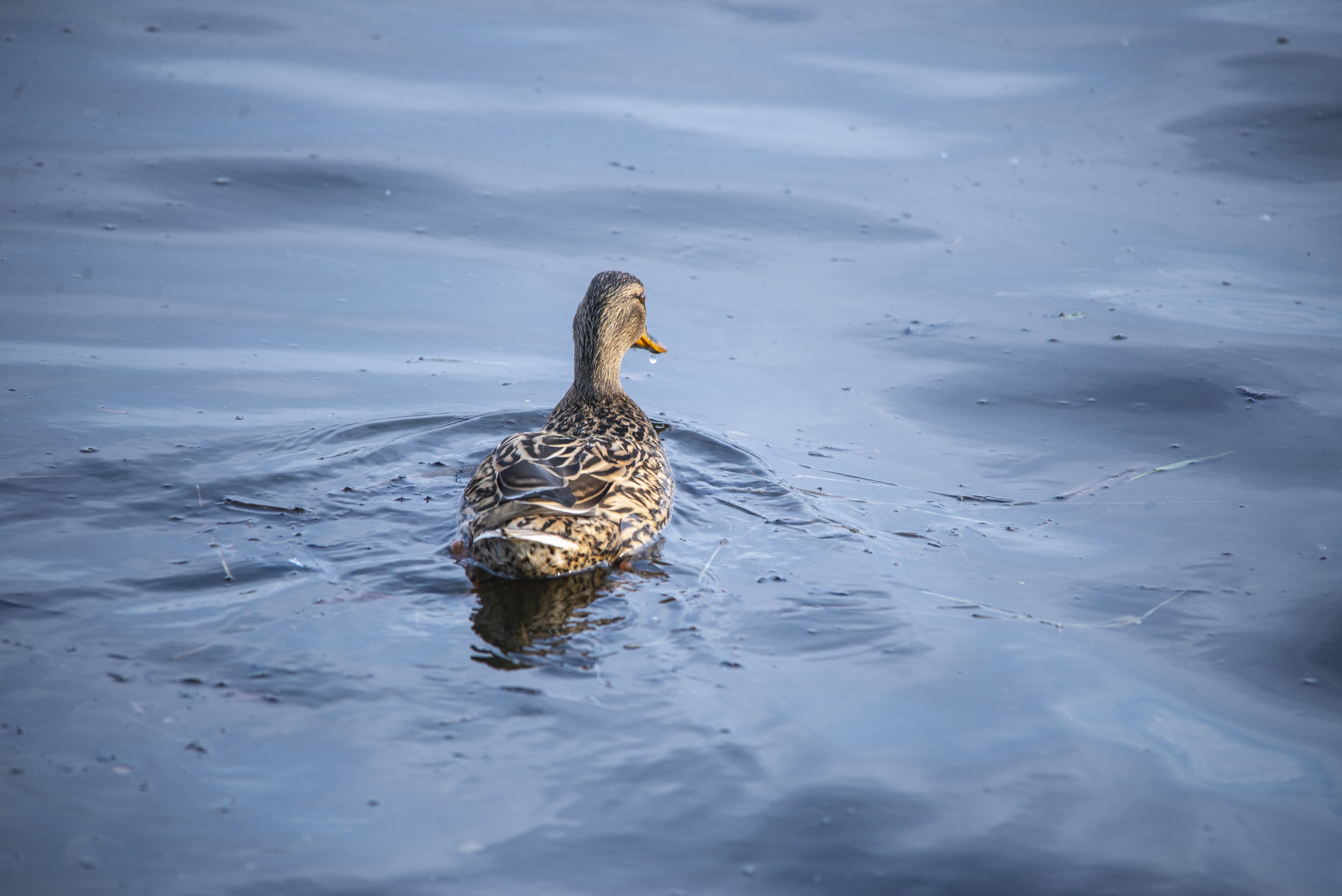 , Ольга Лукахина